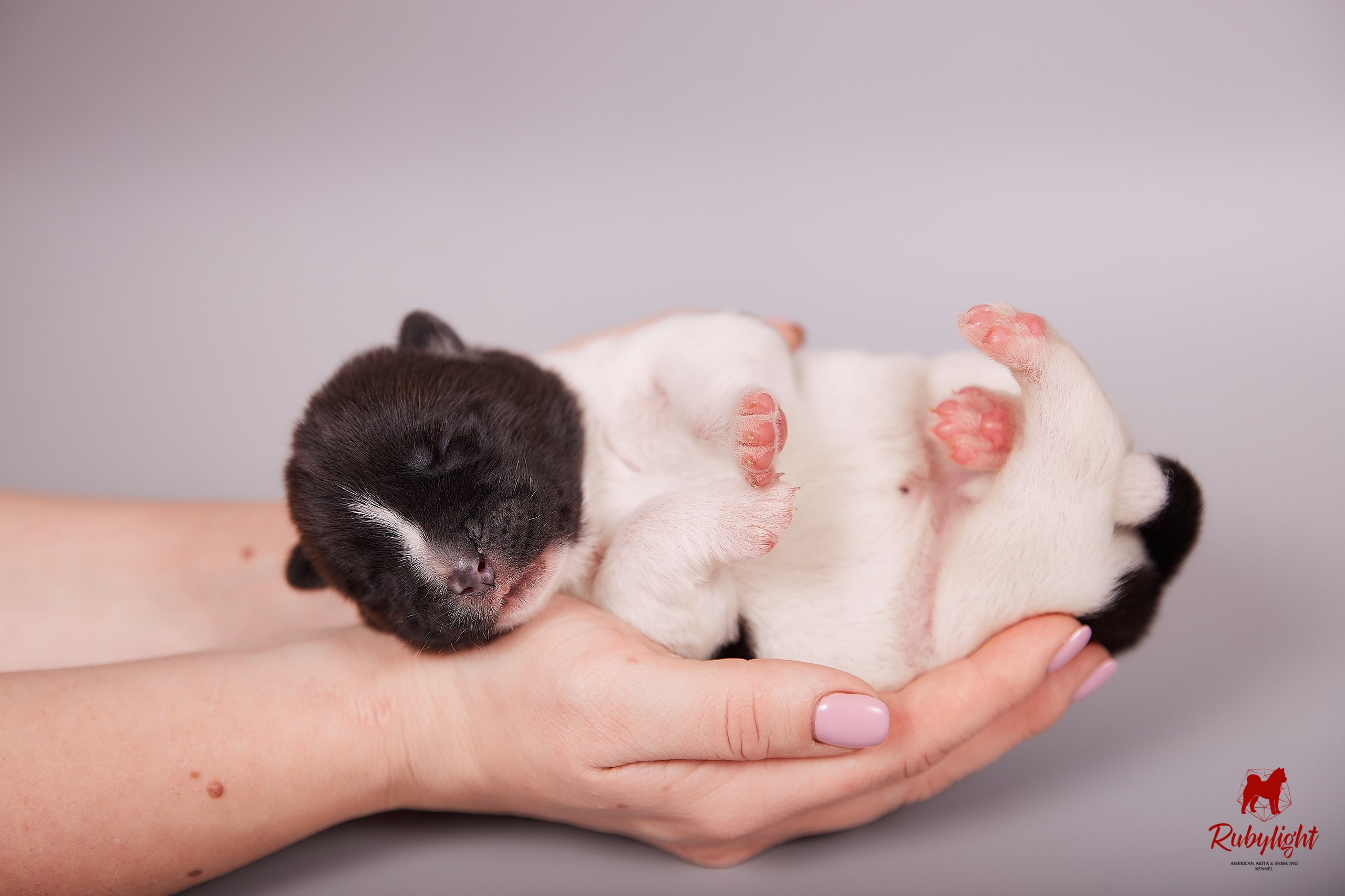 Американская акита щенки питомник Рубилайт RUBYLIGHT