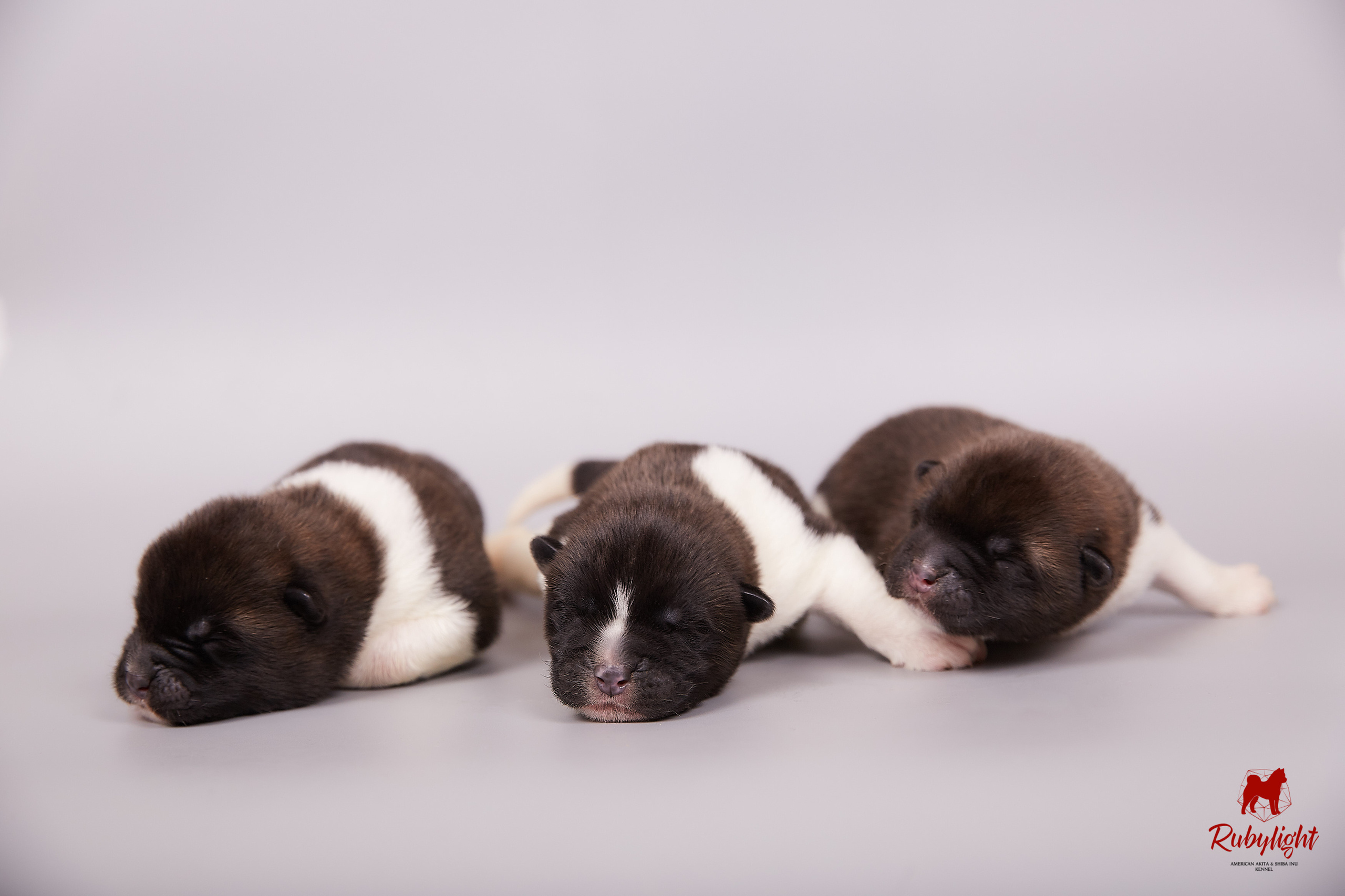 Американская акита щенки питомник Рубилайт RUBYLIGHT