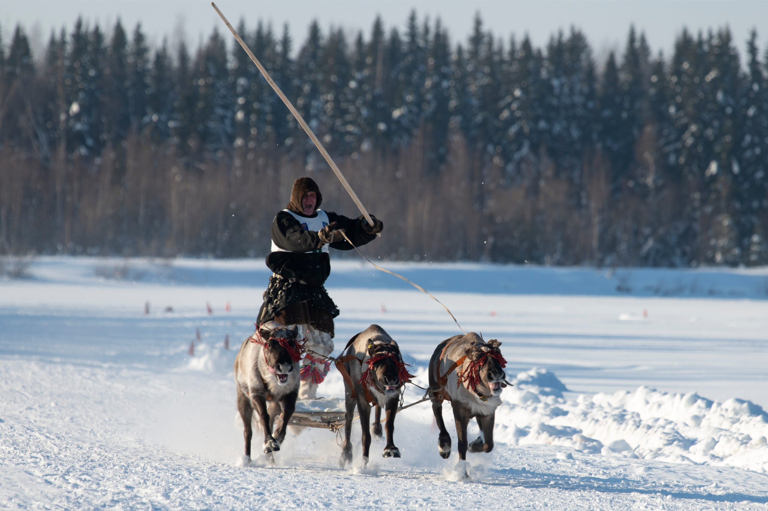 СОРЕВНОВАНИЯ ОЛЕНЕВОДОВ. Фотограф Татьяна Борисова