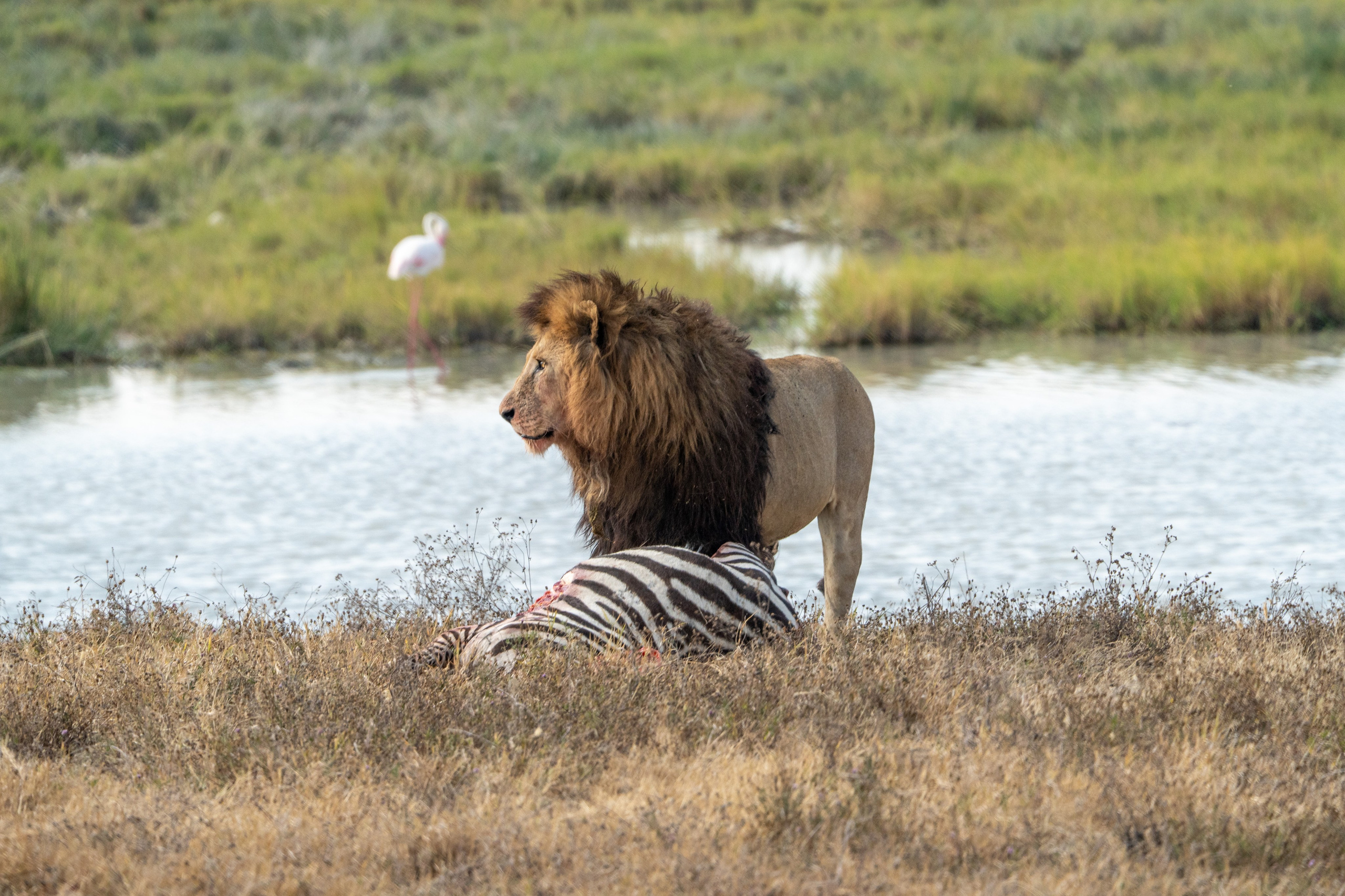 Танзания, сафари, 2025. Творческие сьемки