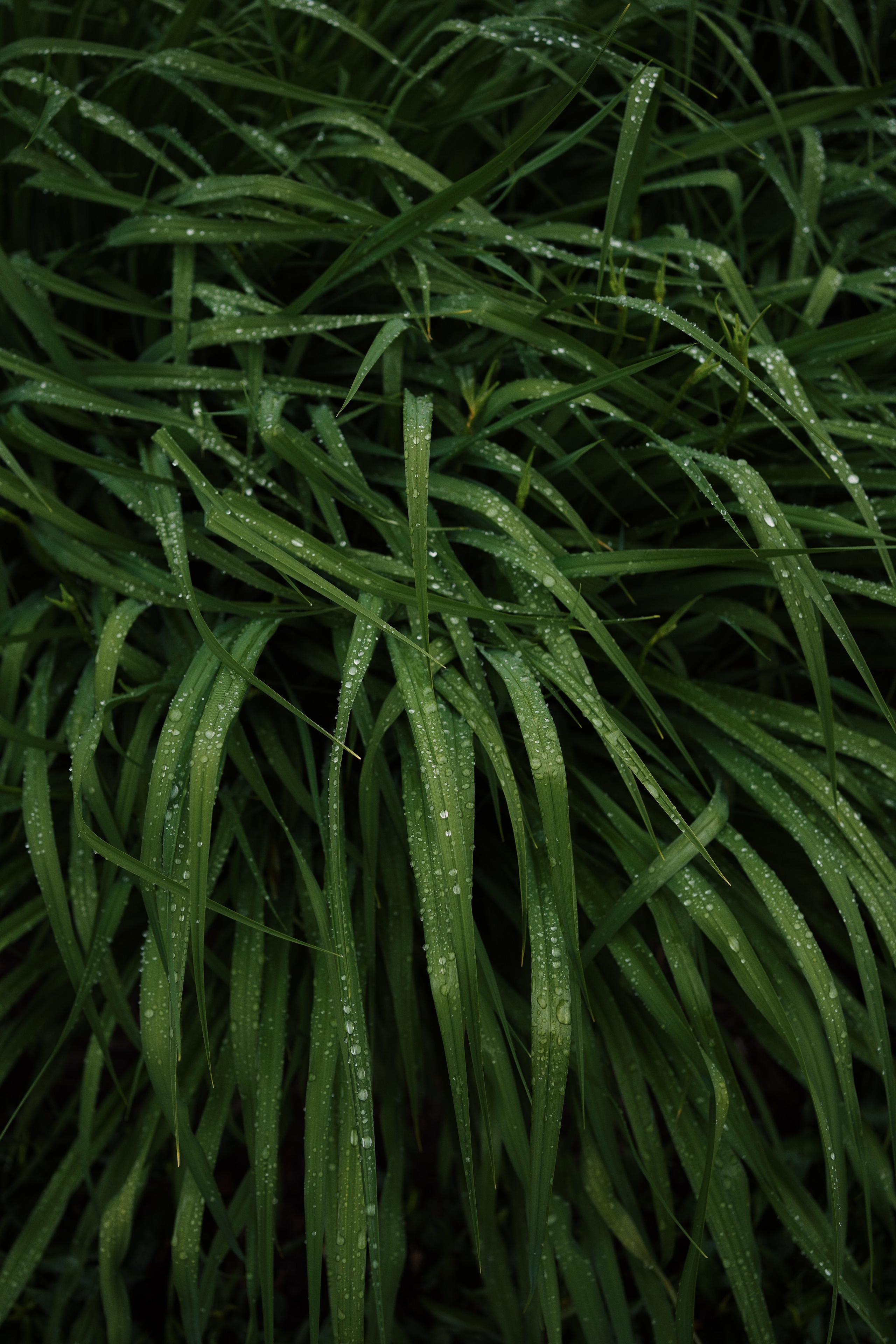 Botanical garden cards. Ксения Копна. Фотограф из Санкт-Петербурга