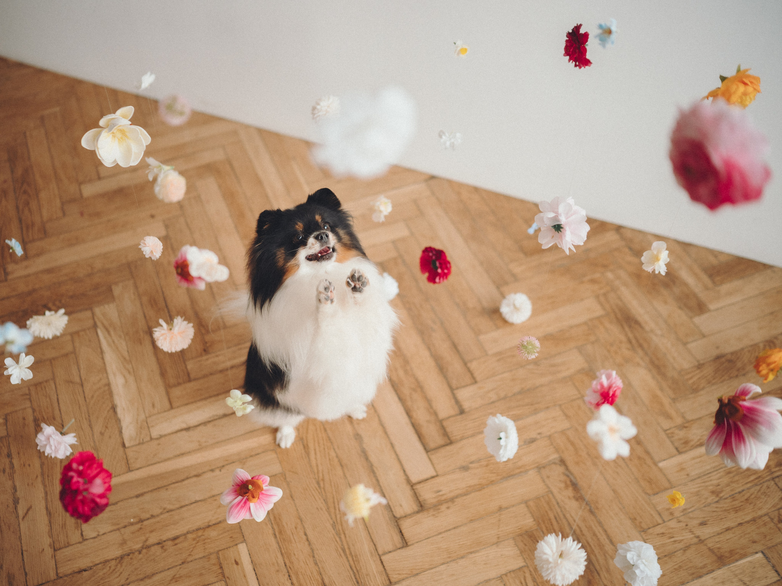 Алена и Люси. Семейный фотограф анималист Ананьева Мария — Москва