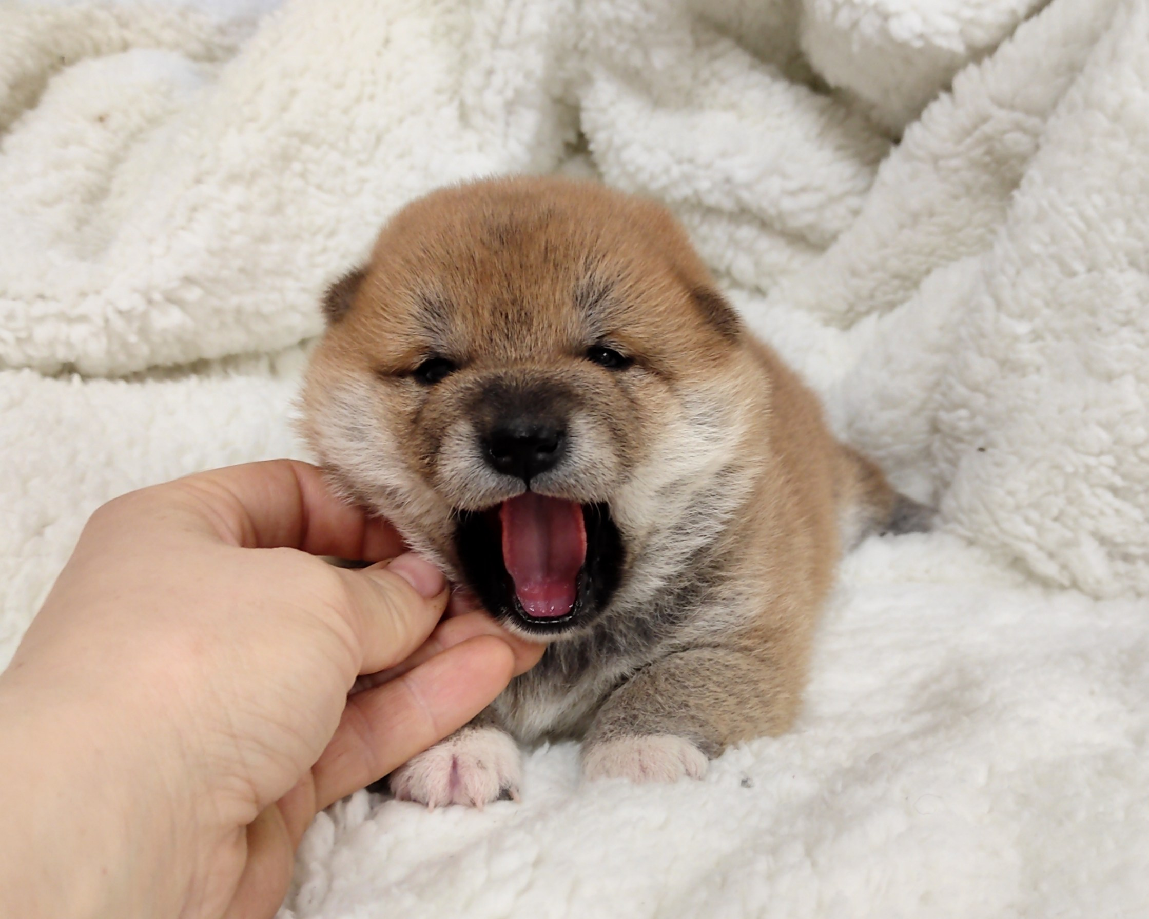 сиба питомник Рубилайт щенки на продажу rubylight  сиба щенки купить СПб Санкт-Петербург 