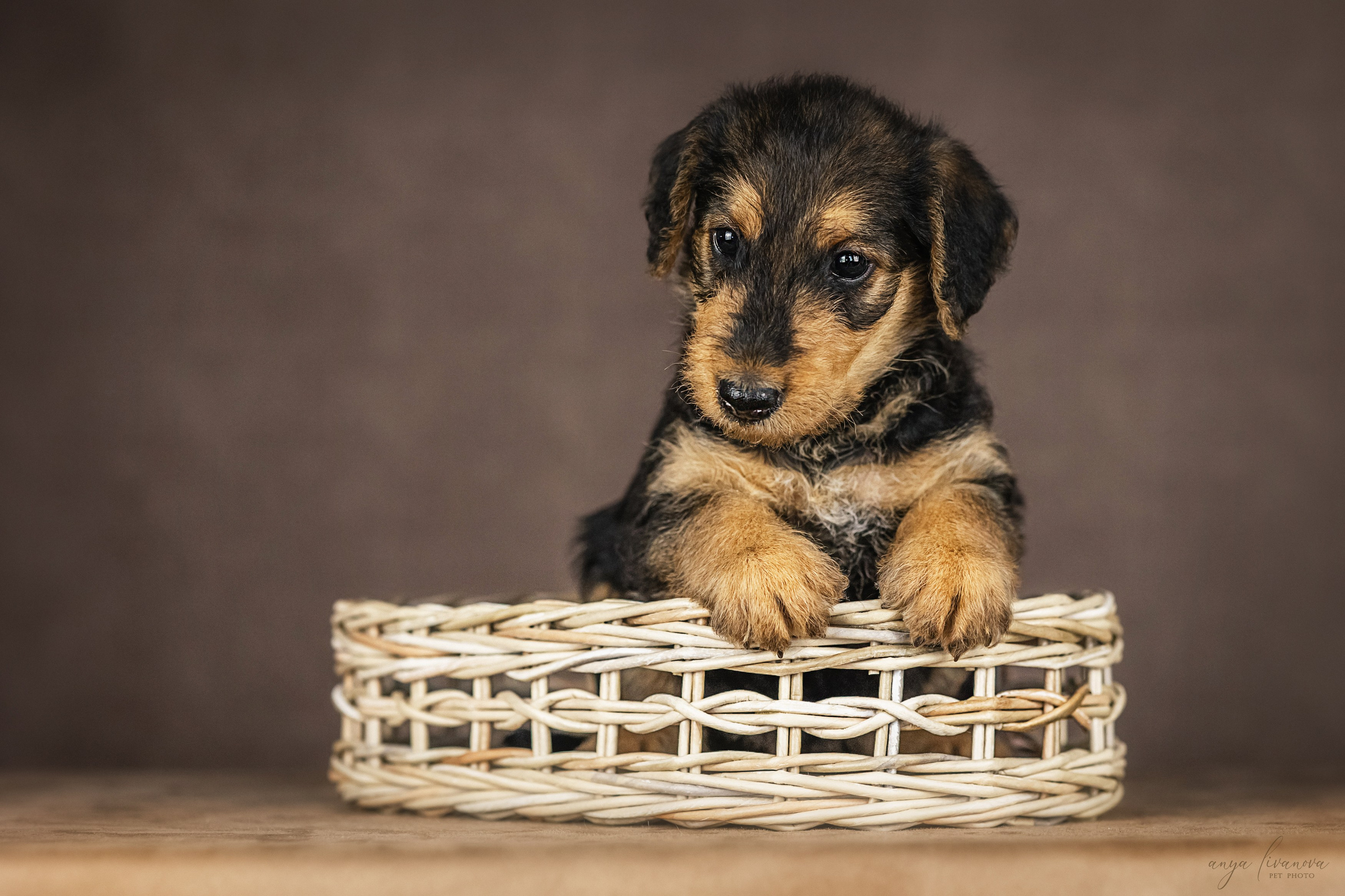 Эрдели. Фотограф анималист Аня Ливанова | Рыбинск