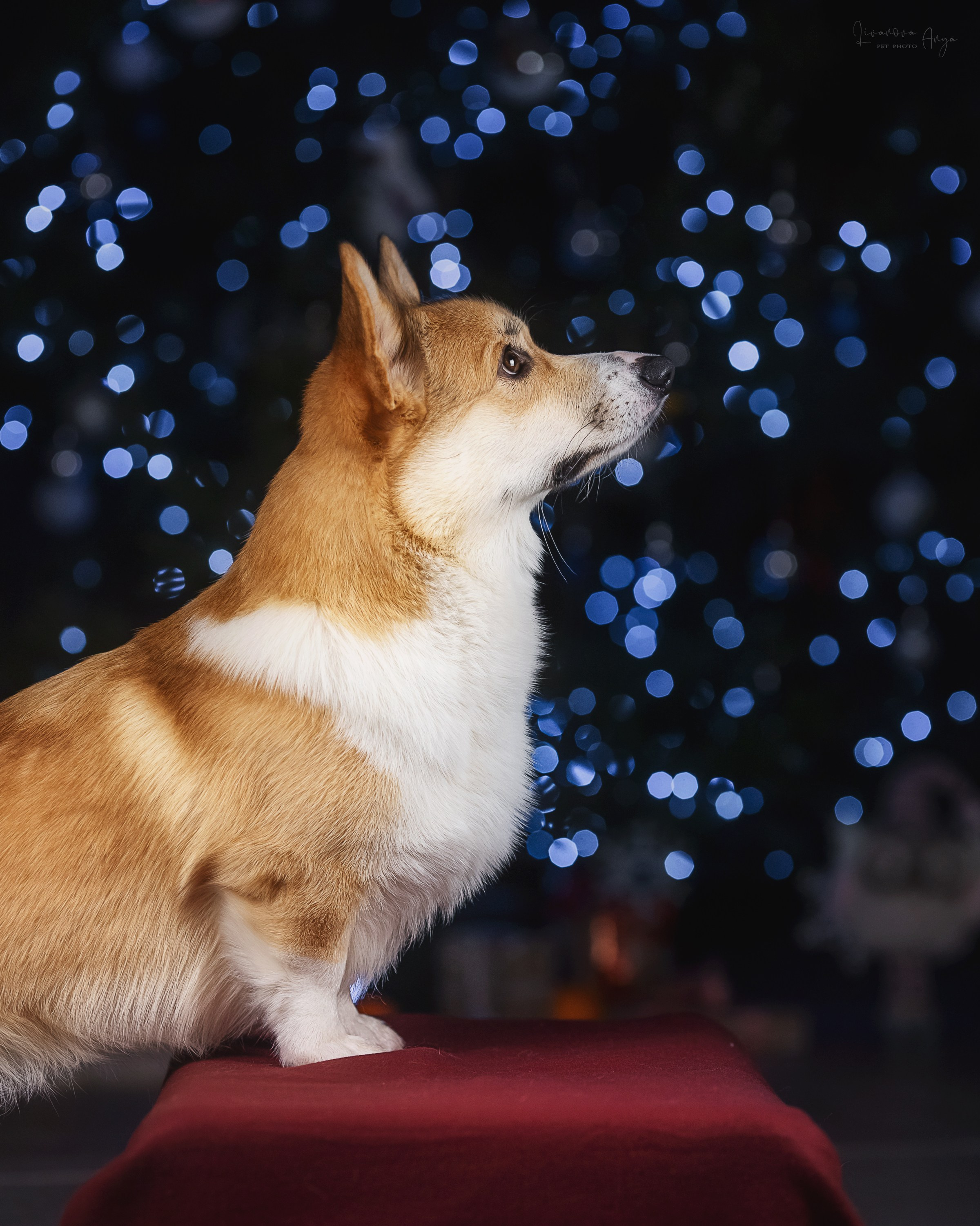 Фотодень_1 2025. Фотограф анималист Аня Ливанова | Рыбинск