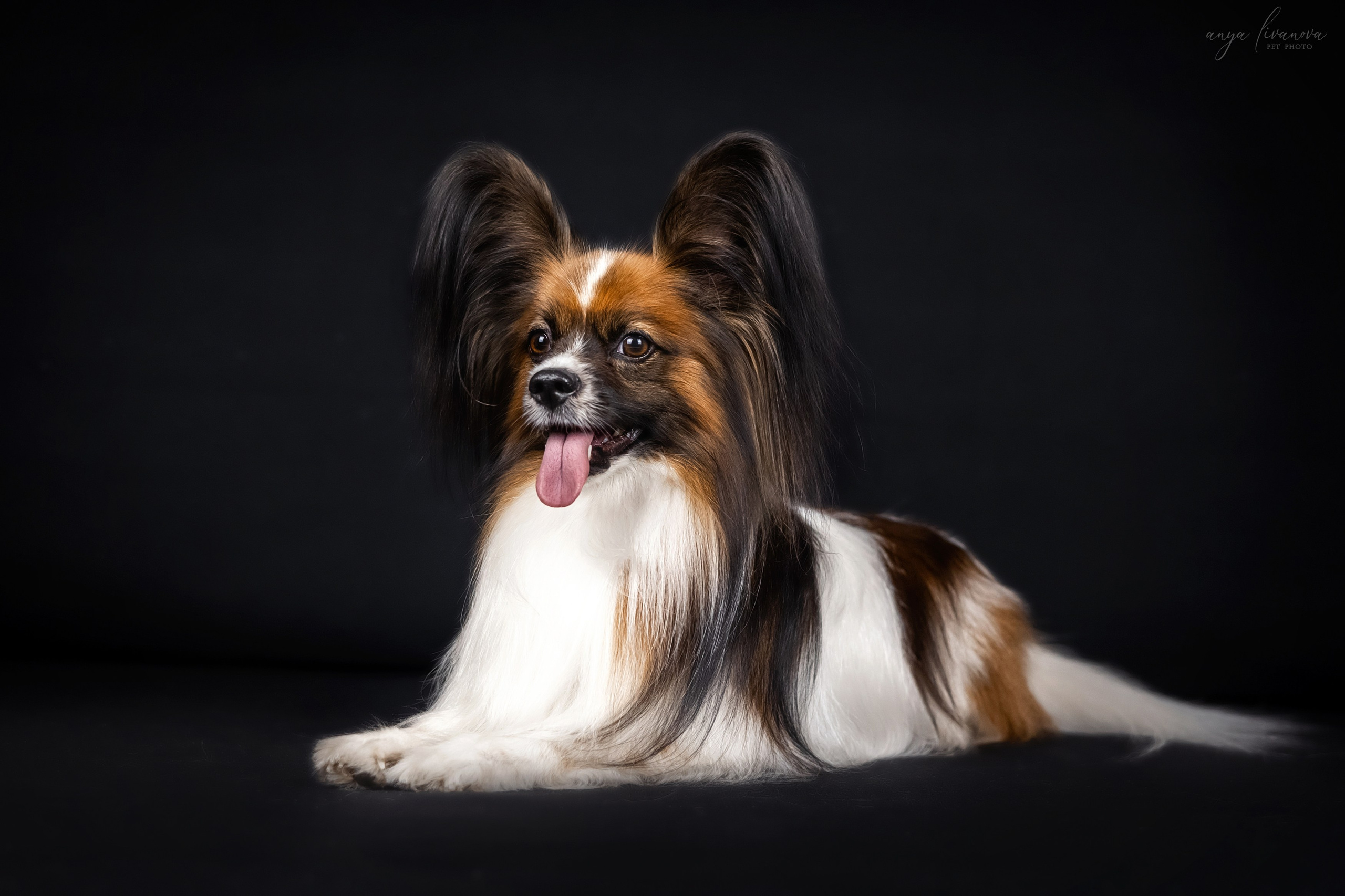 Террик. Фотограф анималист Аня Ливанова | Рыбинск