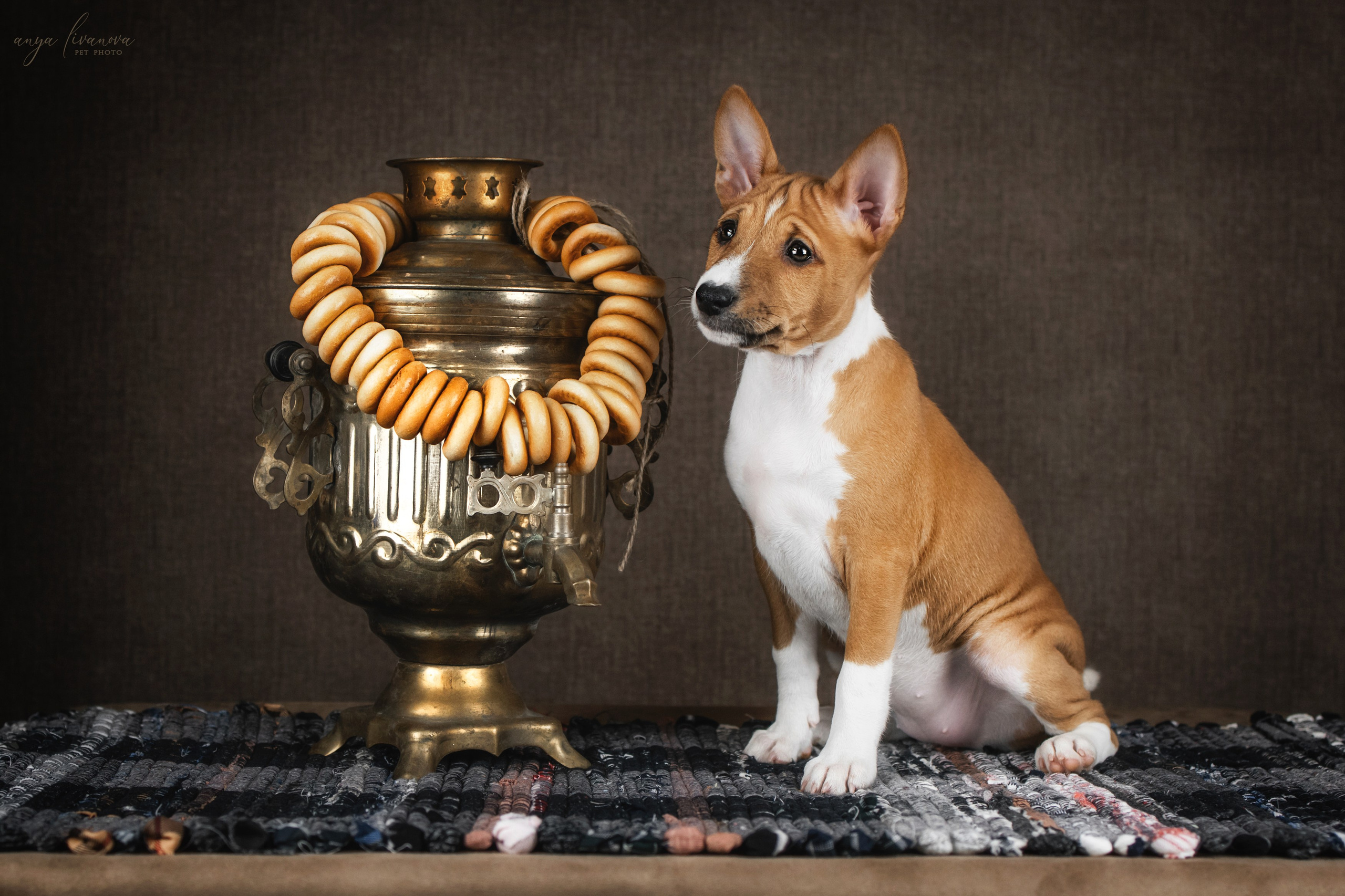 Басенджи. Фотограф анималист Аня Ливанова | Рыбинск