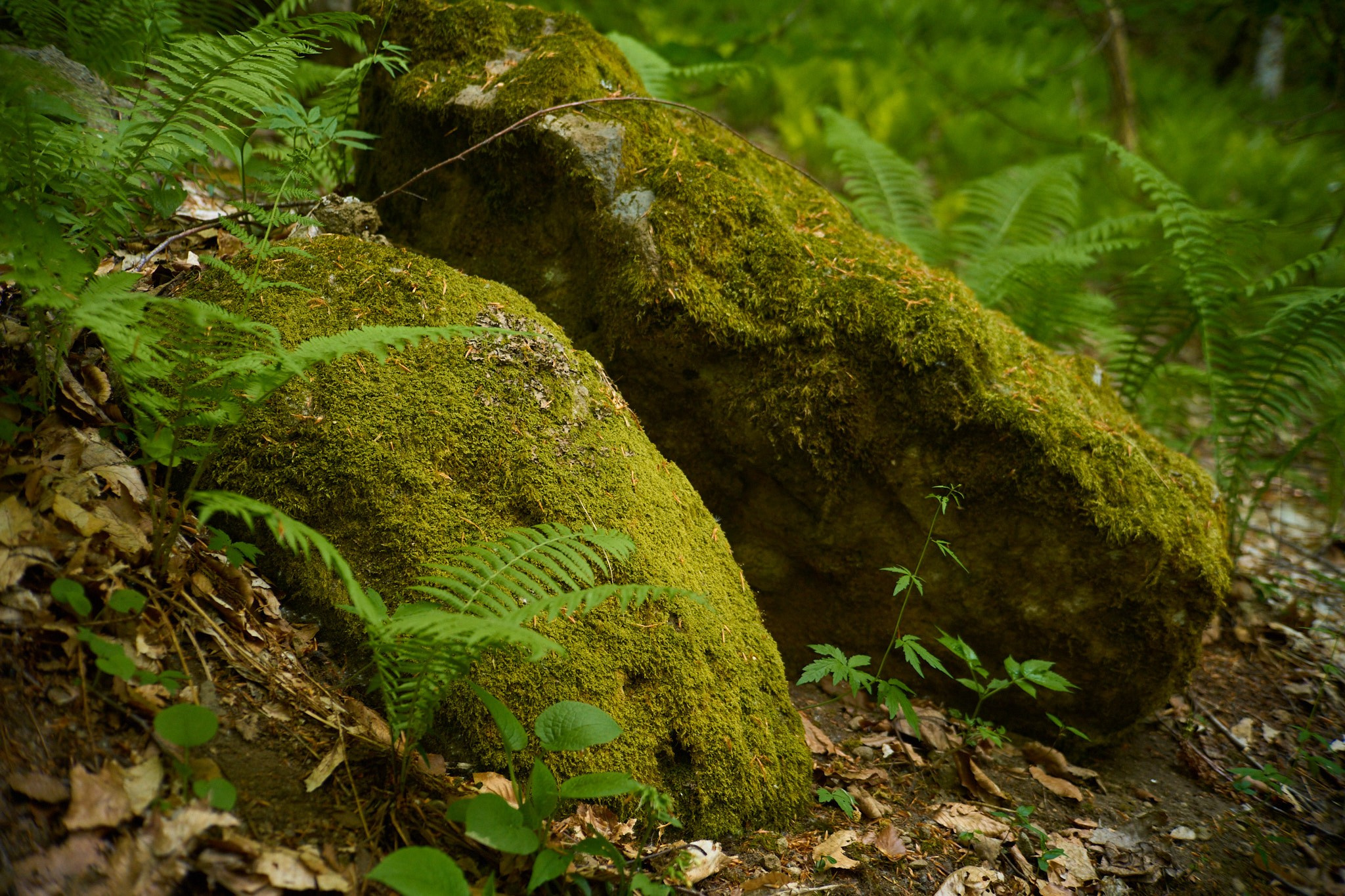 Красная Поляна, апрель 2024. Фотограф, Римма Невинская