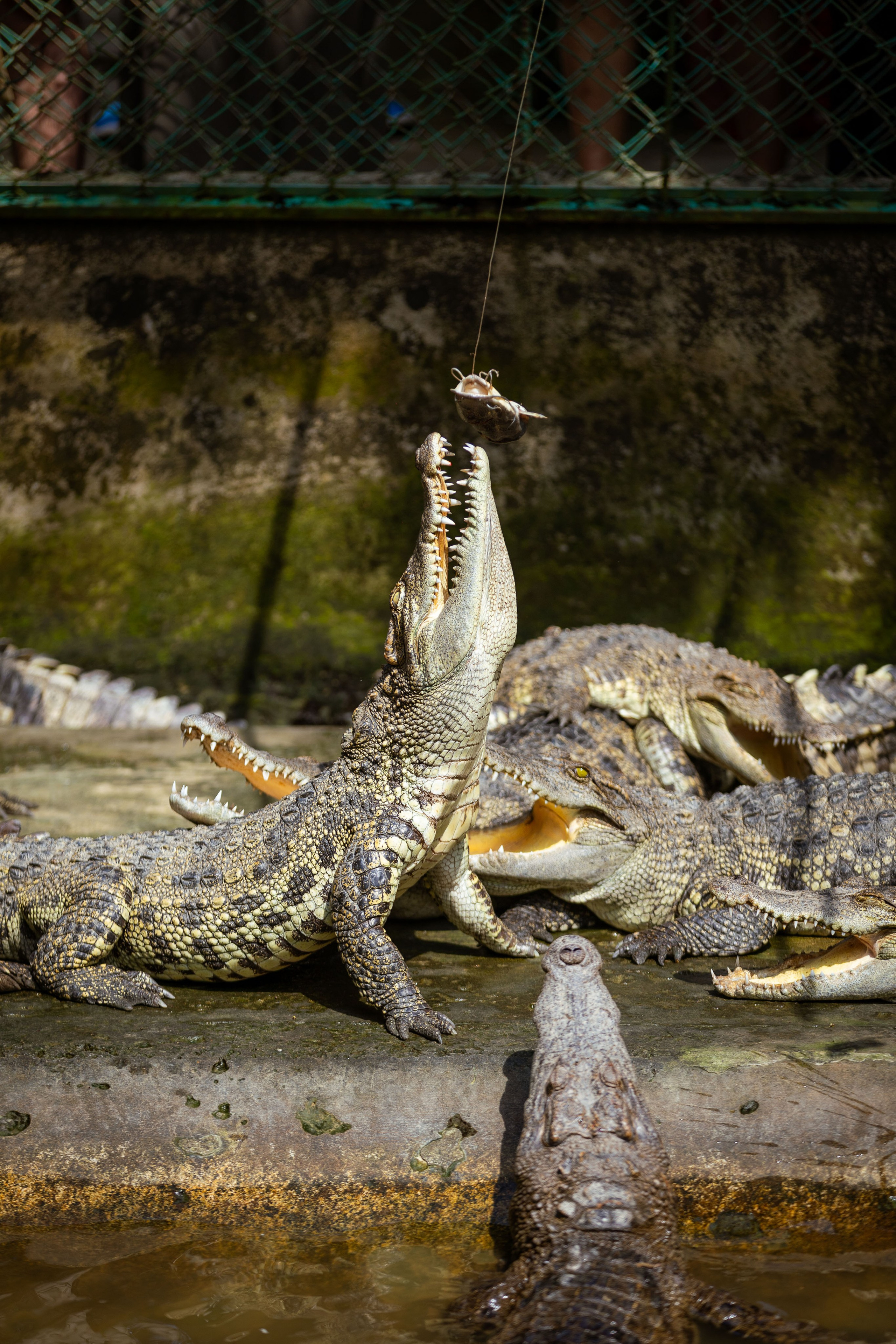Вьетнам (зима 2025-2026). Фотограф Виноградов Константин