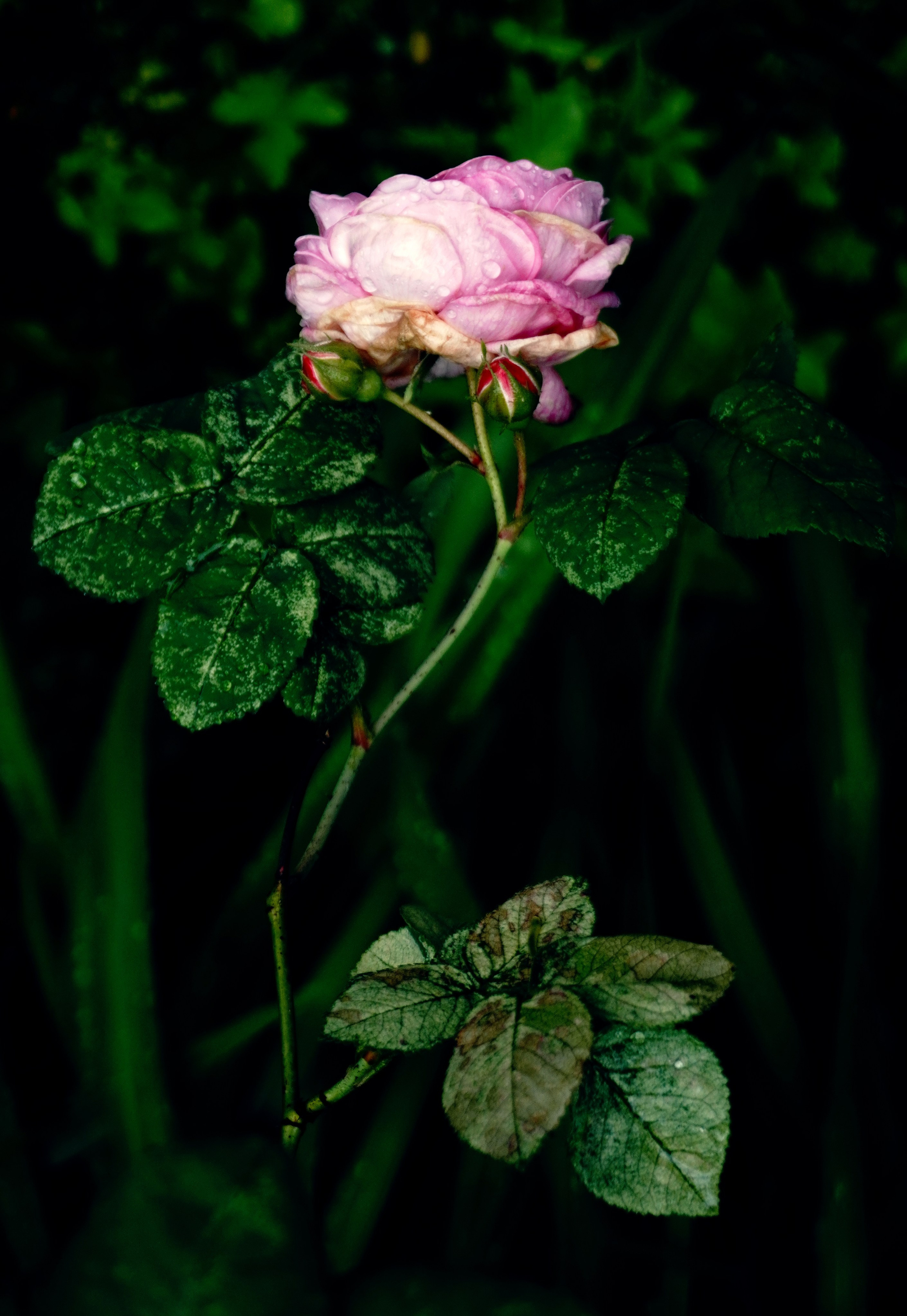 Розарий. Предметная фотография. Москва