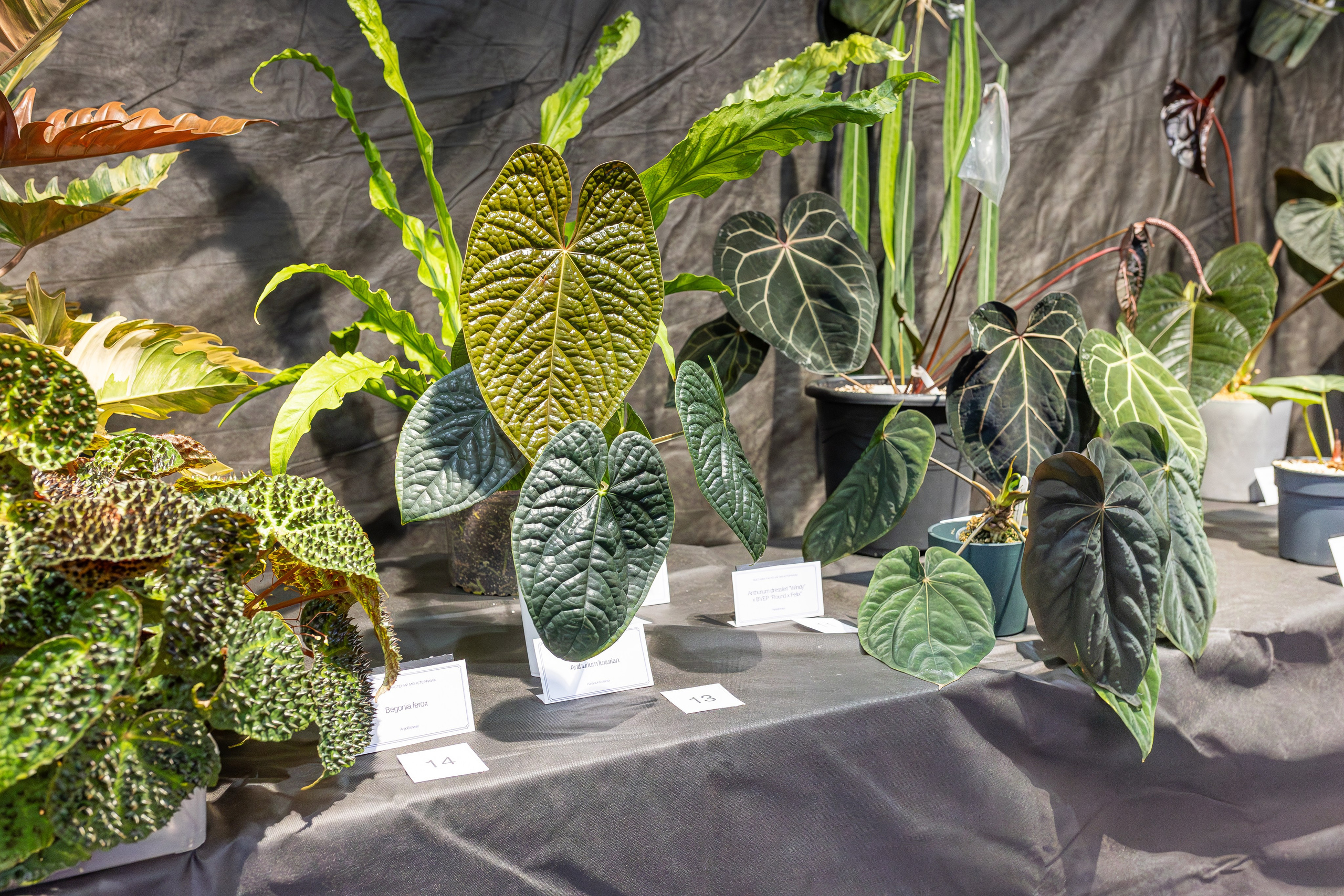 Монстериум апрель 2026. Александра Куликова фотограф, Москва