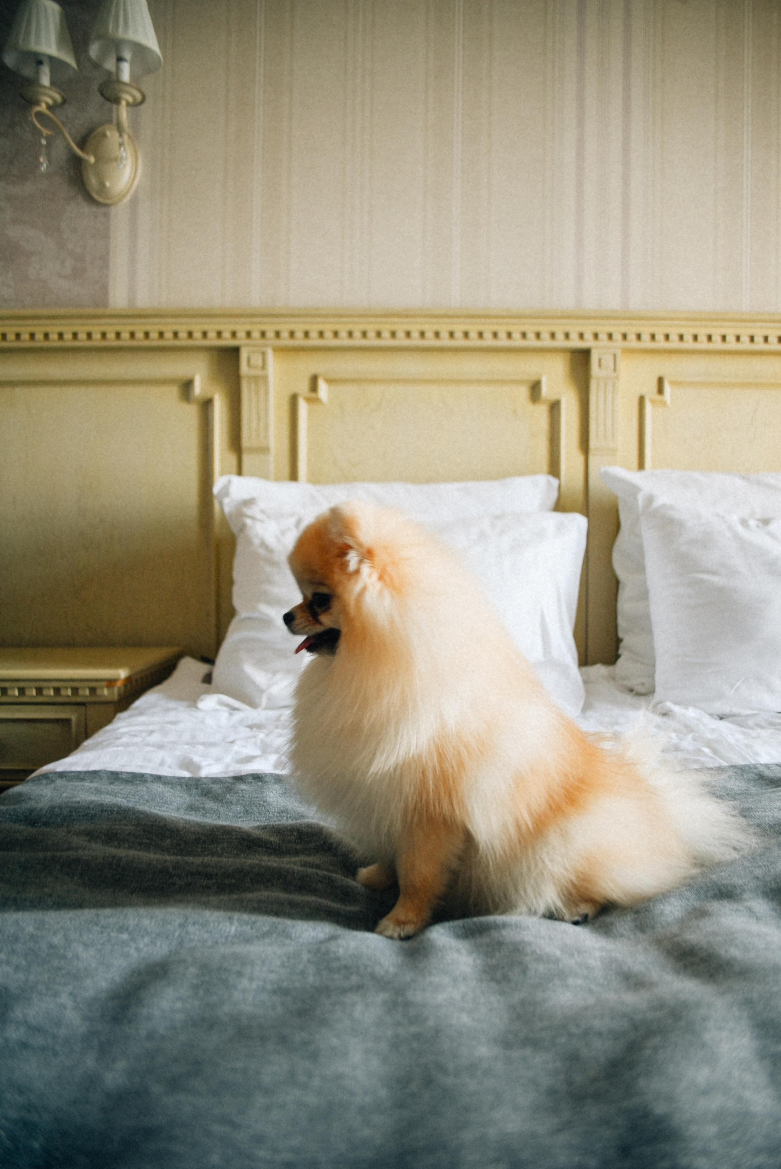 ARBAT HOUSE HOTEL. Фотограф Лола Волна, город Москва