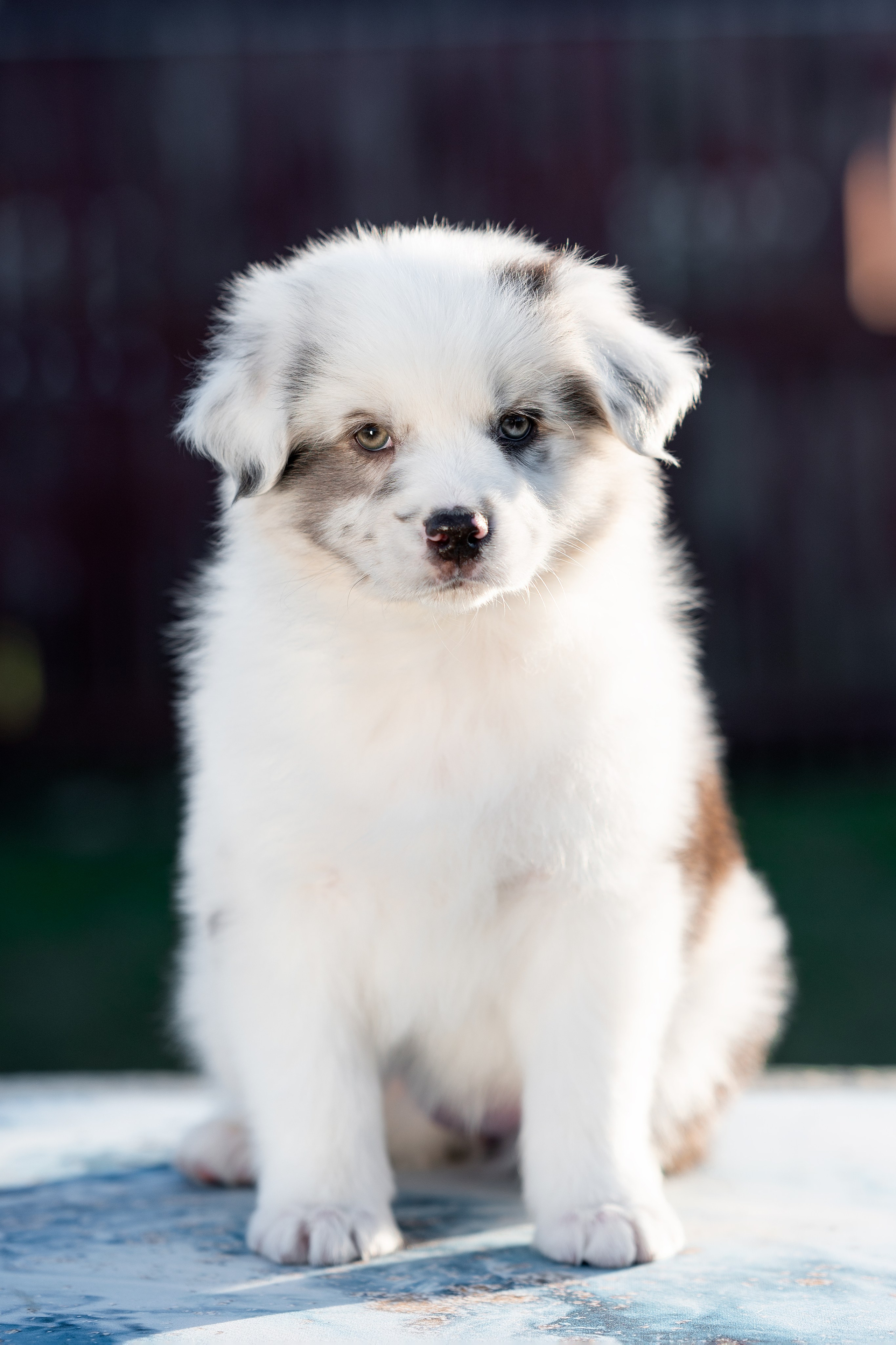 Заводчик Влада Эльман. Творческий фотограф Вологда