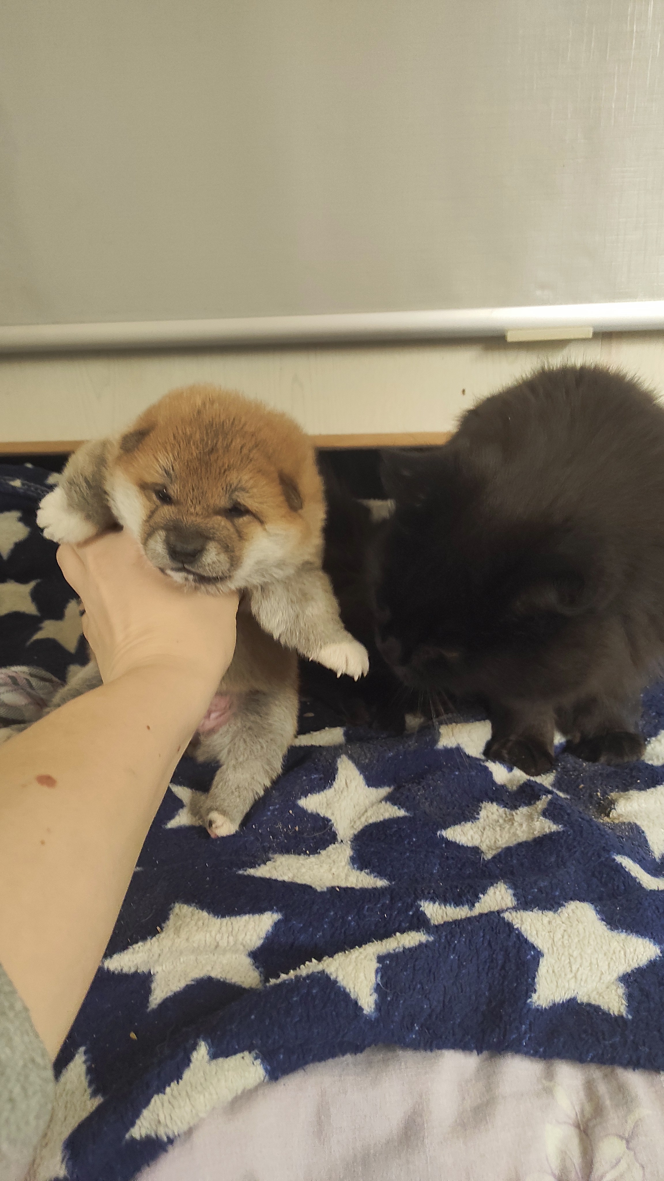 сиба питомник Рубилайт щенки на продажу rubylight  сиба щенки купить СПб Санкт-Петербург 