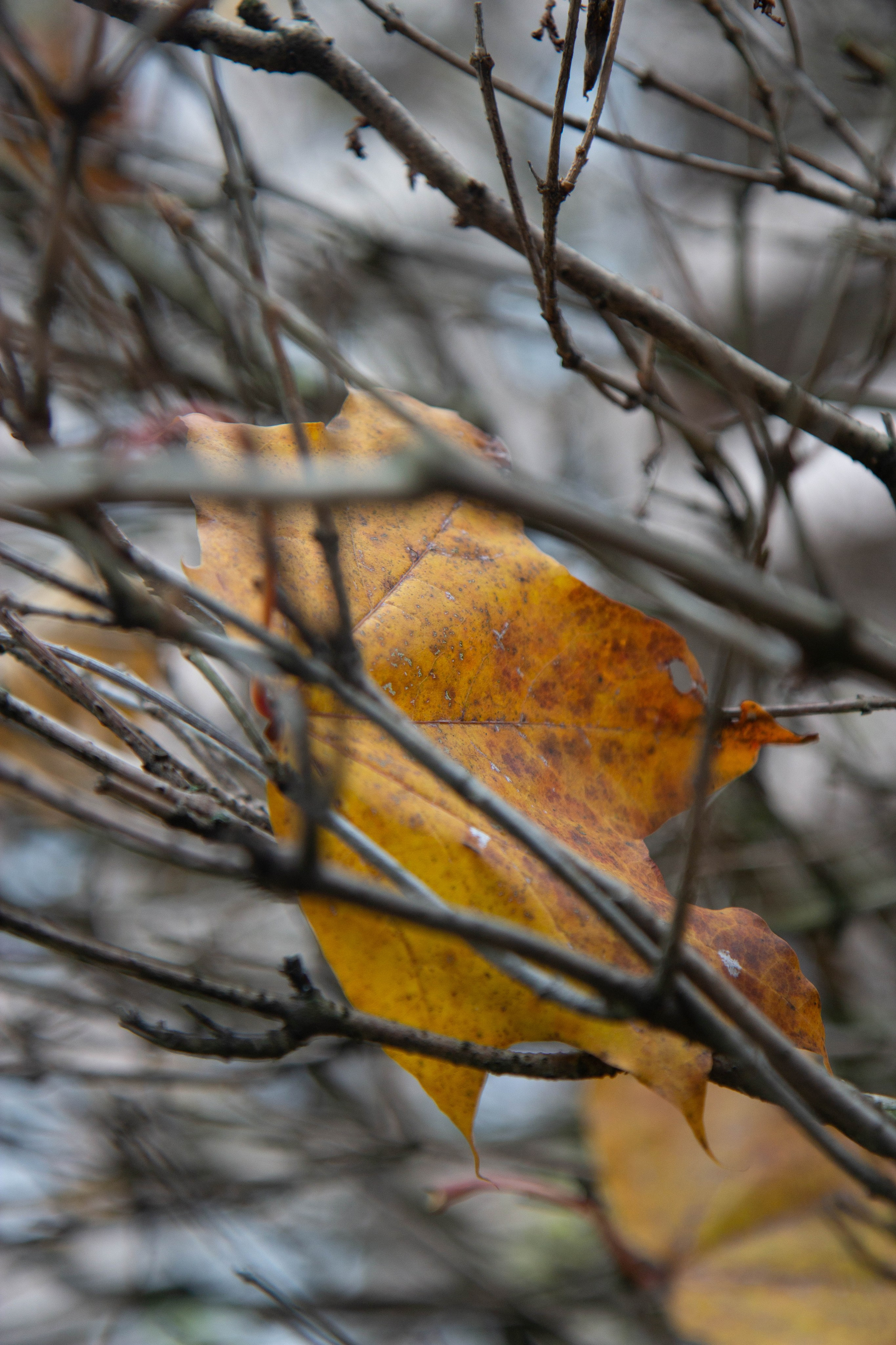 Осенняя прогулка мамочки и доченьки. Портрет / Репортаж и другое. Наталья. Natashaleto. Санкт-Петербург