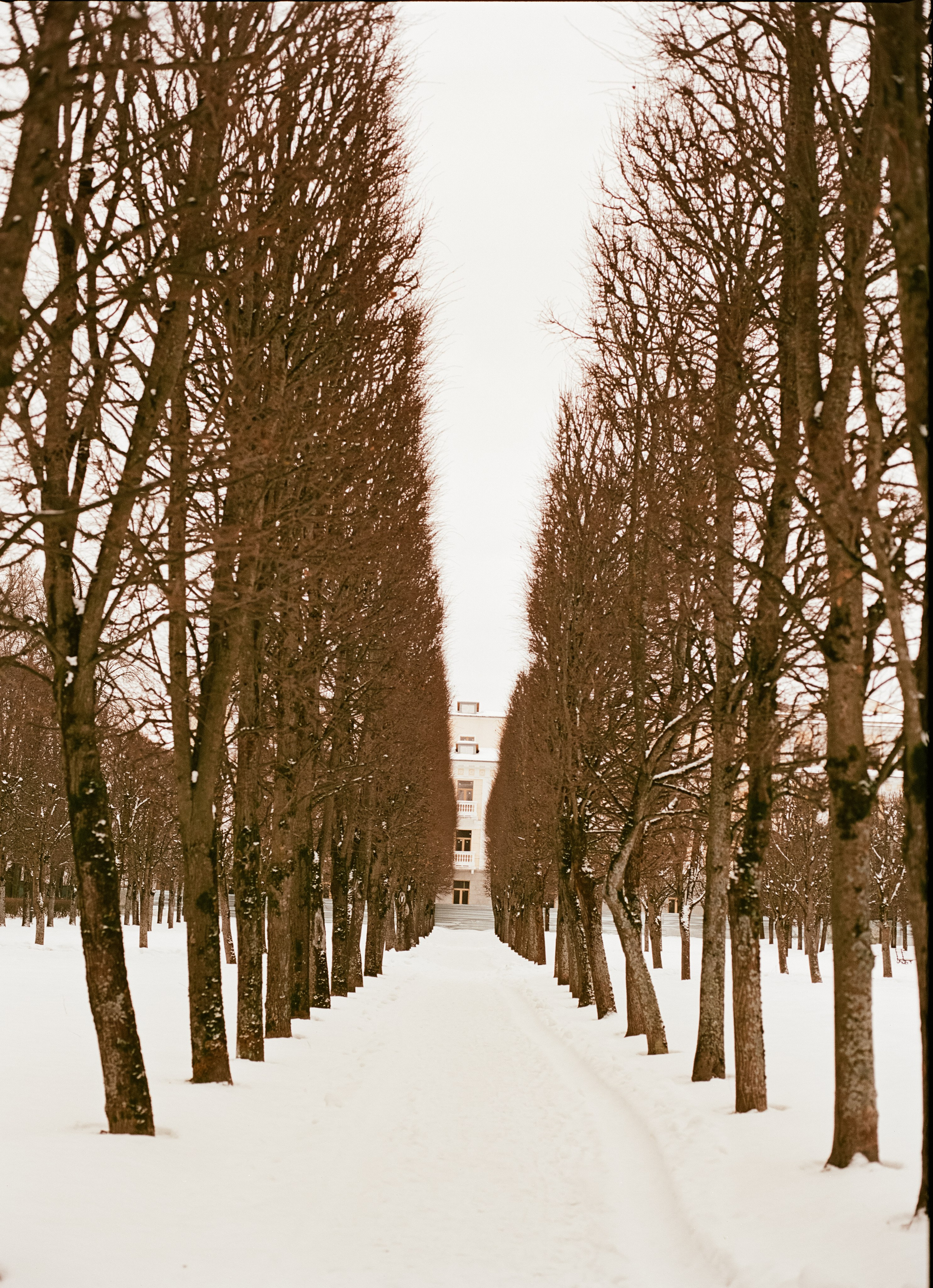 Mamiya-Sekor C 80mm f1.9