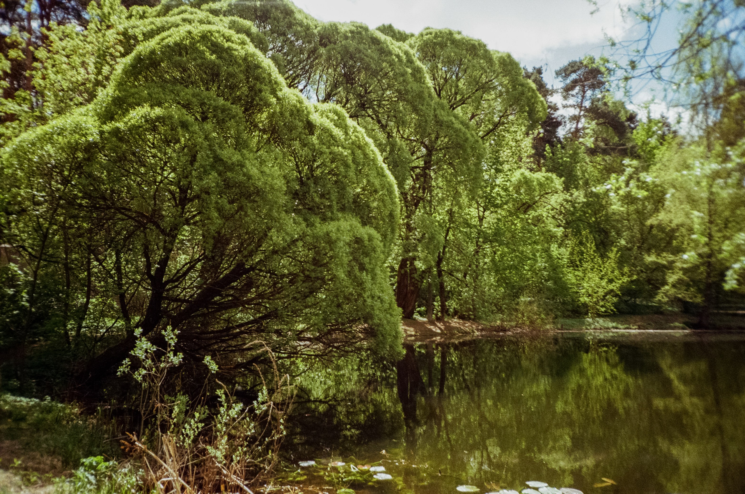 Ricoh R1 | Kodak ProImage 100 | 6 мая 2025 года СерБор