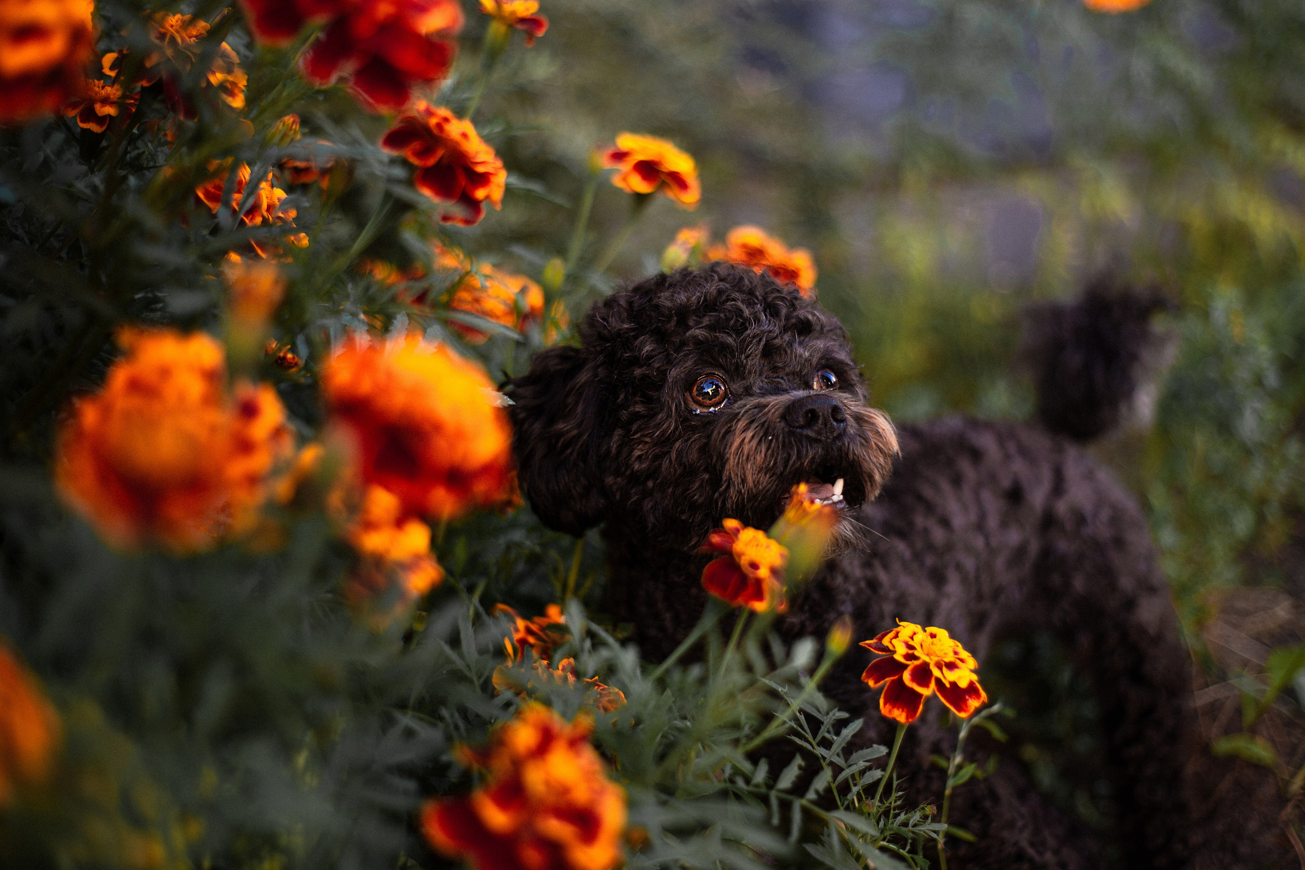 Анна и Бруно. Фотограф-анималист Мария Баркевич | Москва