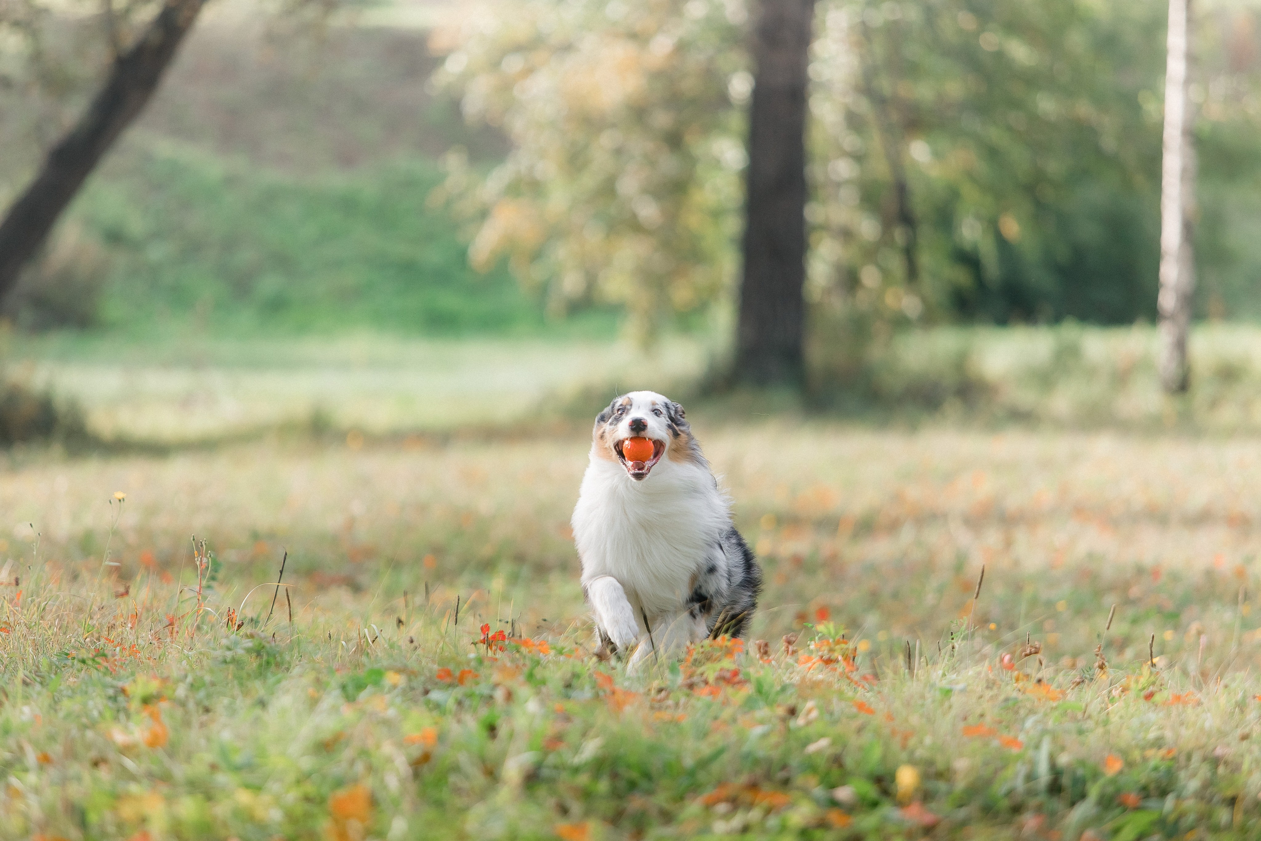 Аусси Дэймон. Свадебный и женский фотограф