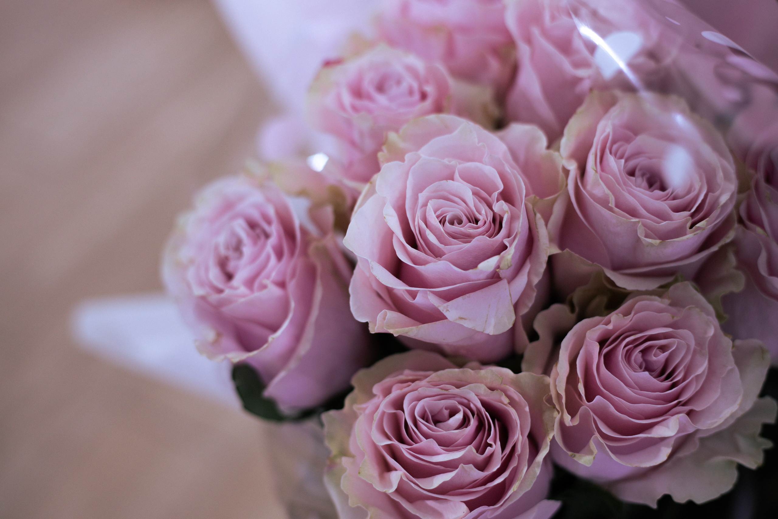 Михаил и Анастасия