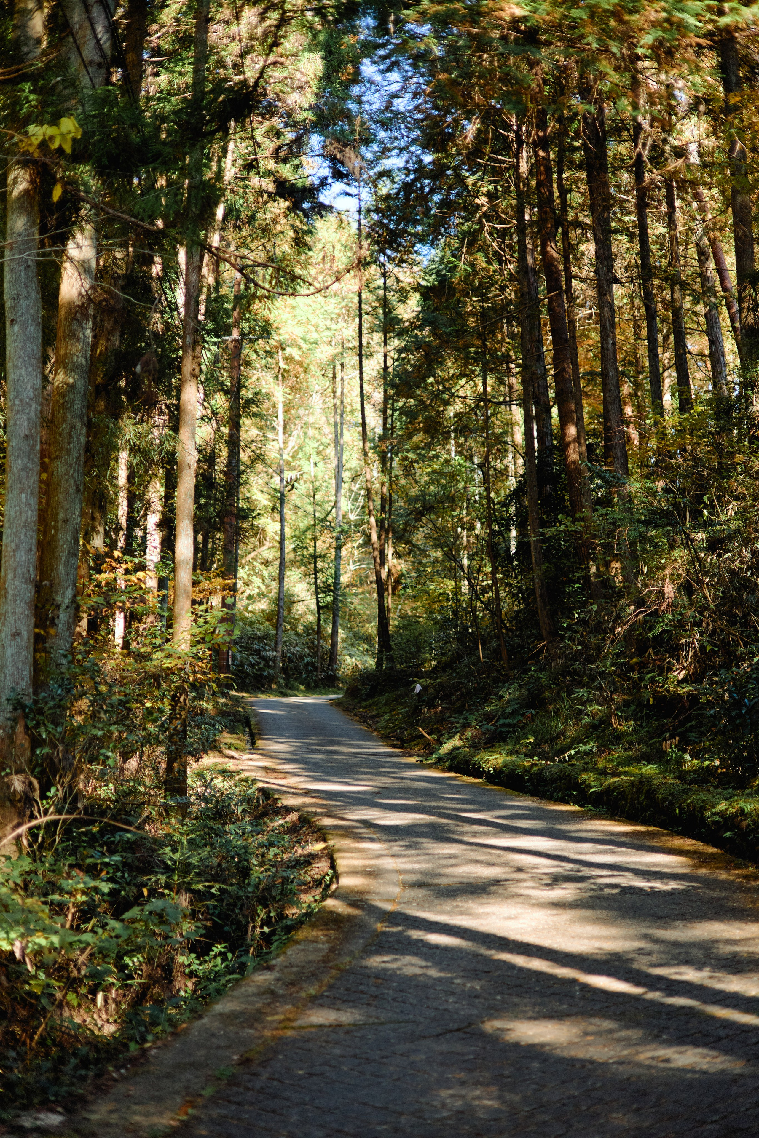 Япония. Профессиональный Фотограф во Владимире, в Москве и в Суздале — Полина Романычева