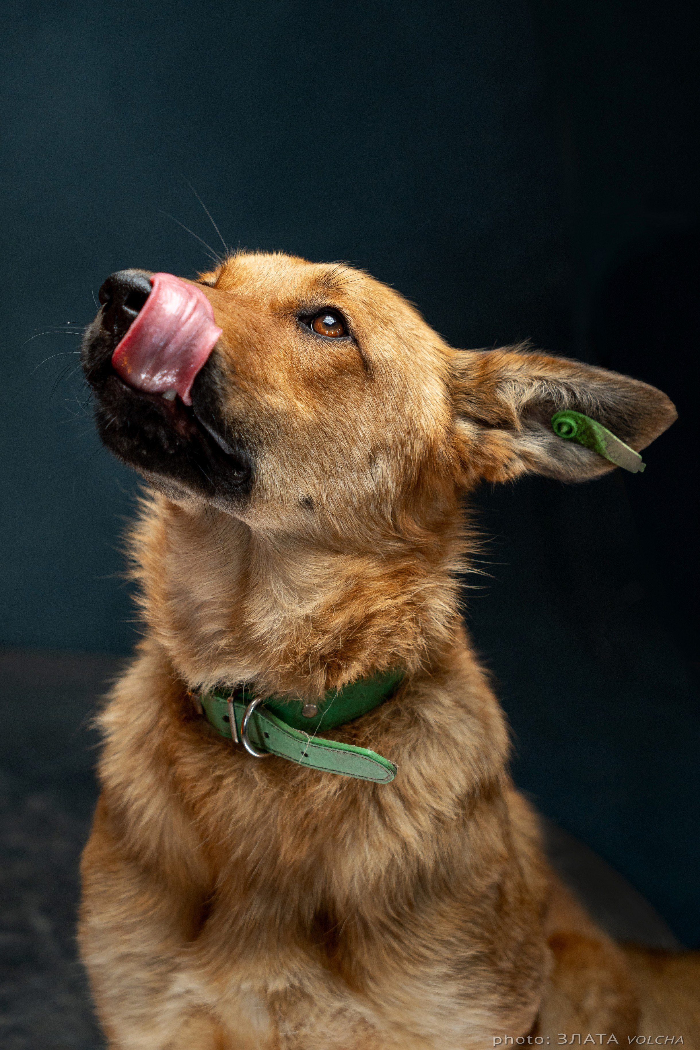 Собаки в студии. Фото, видео, монтаж