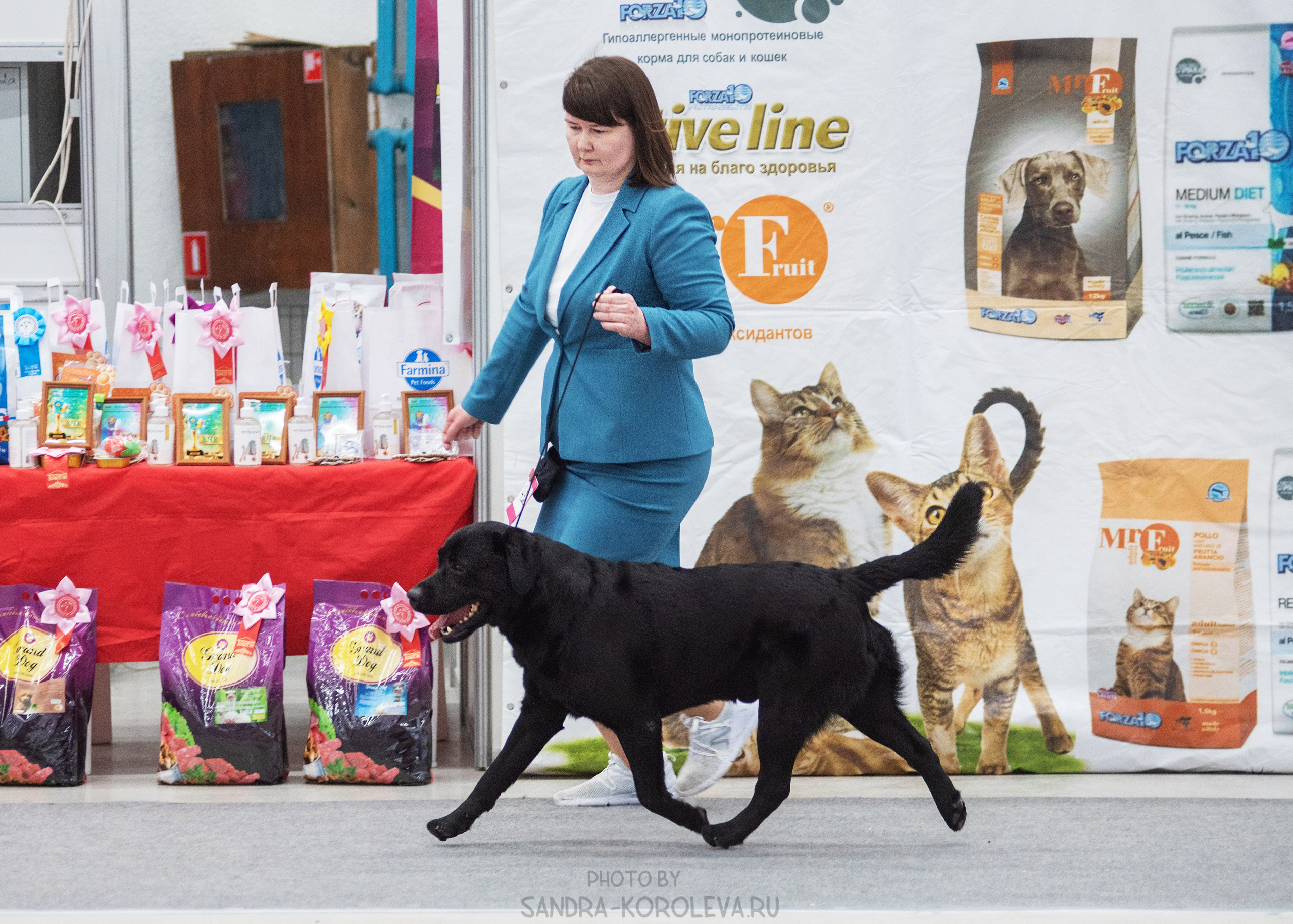 Выставка собак тюмень 14.01.2023. Дог-фотограф в Тюмени Александра Королева