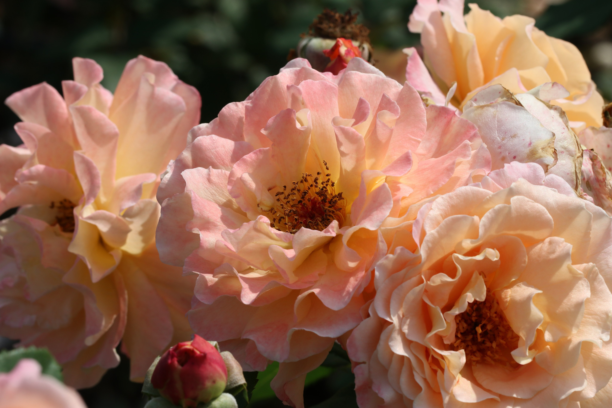 Долина роз в Кисловодске. Фото-художник и Репортажный фотограф Николаев Александр Алексеевич