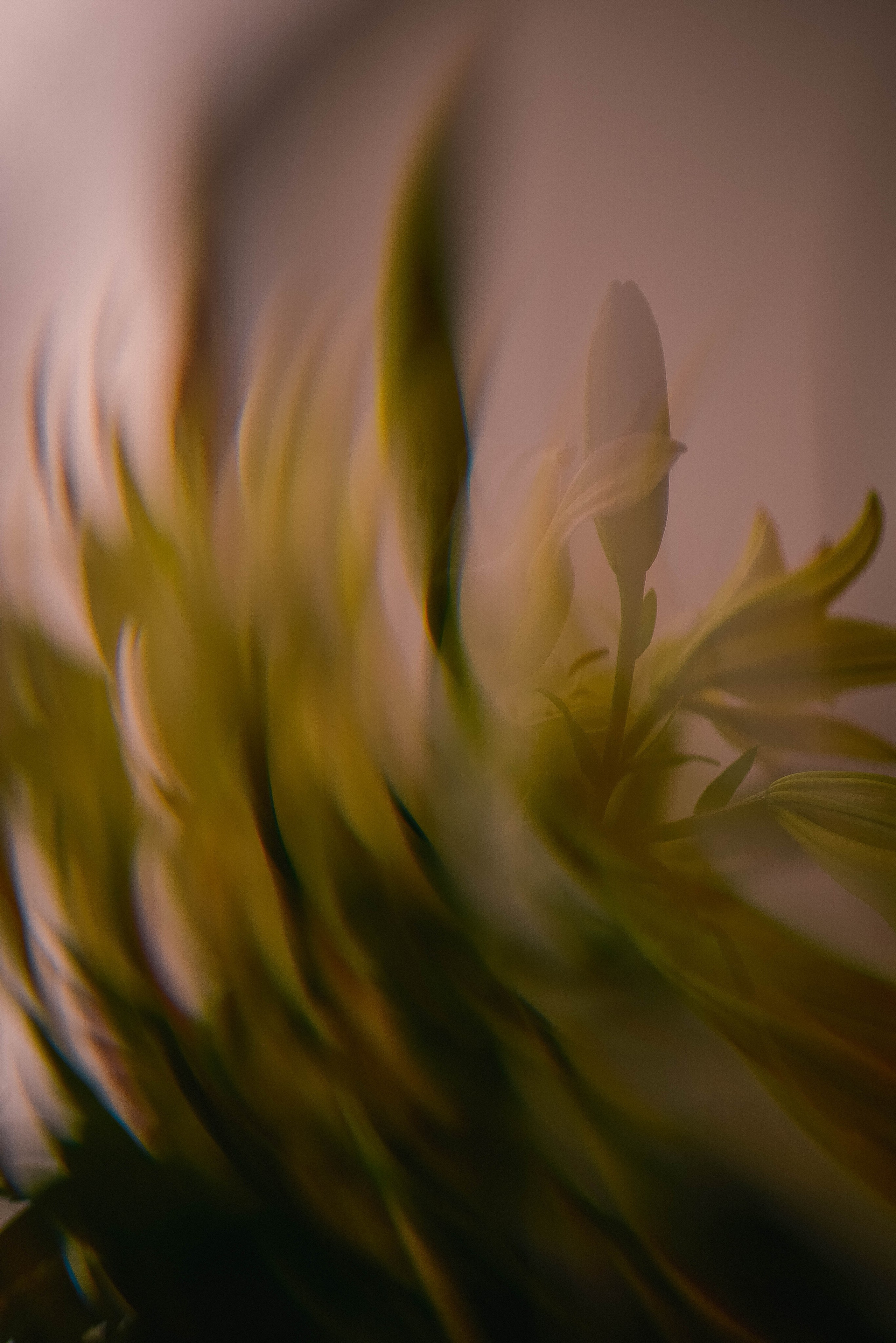 ПРЕДМЕТНАЯ/ МАКРО. Фотограф Фомина Екатерина Сергеевна