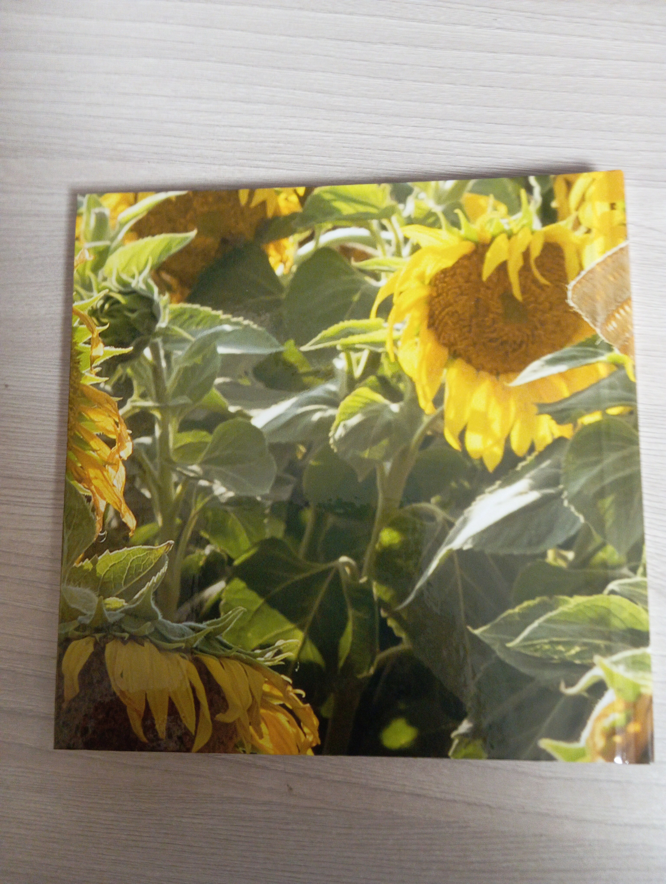 Алина Летнее. Семейный детский фотограф в Красноярске Скачкова Юлия