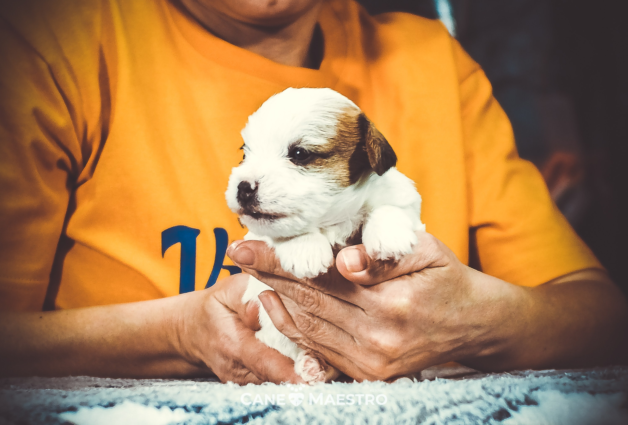 СУКА_ЛИСА_05_01_26. CANE MAESTRO — kennel Jack Russell Terrier