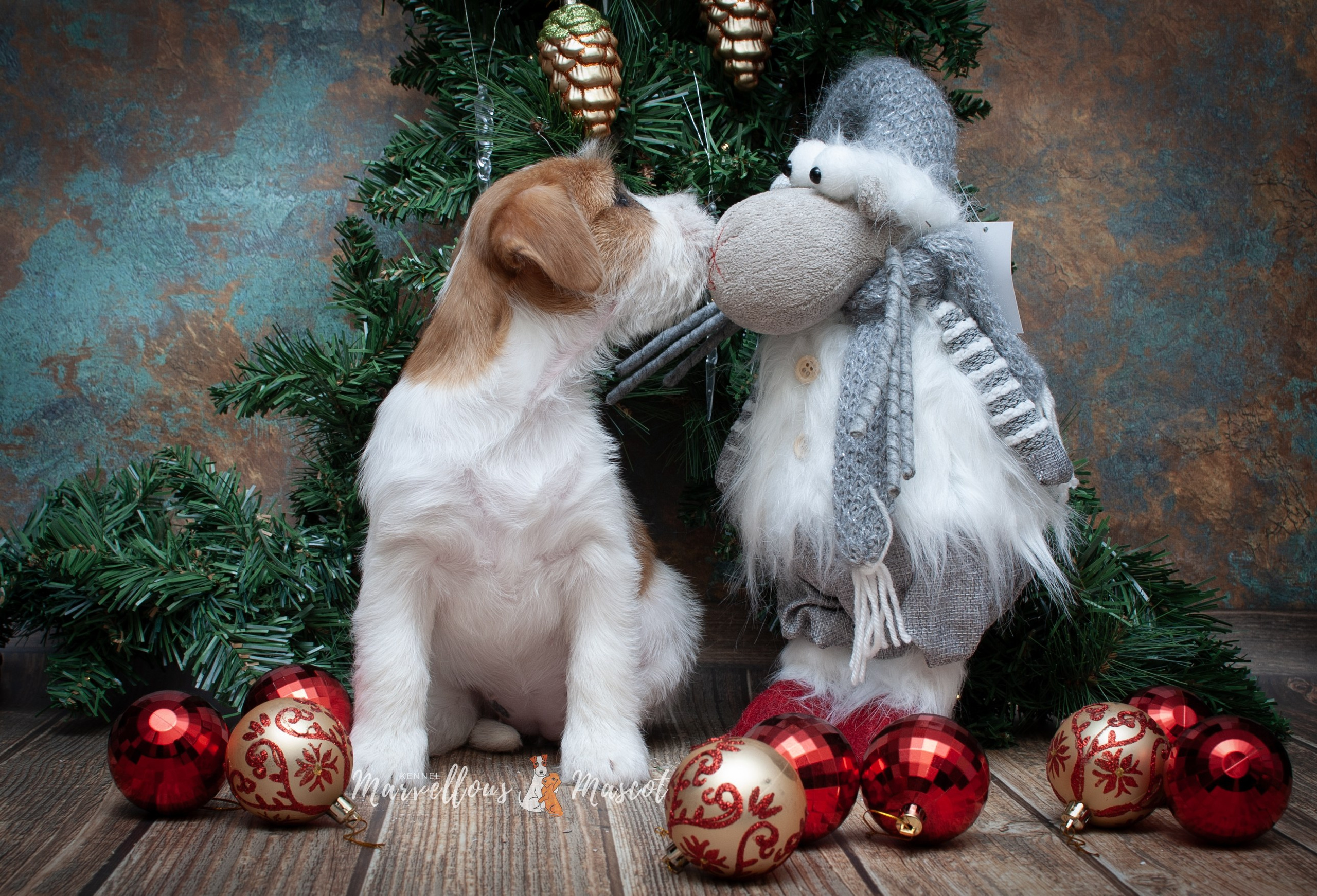 Роза. CANE MAESTRO — kennel Jack Russell Terrier