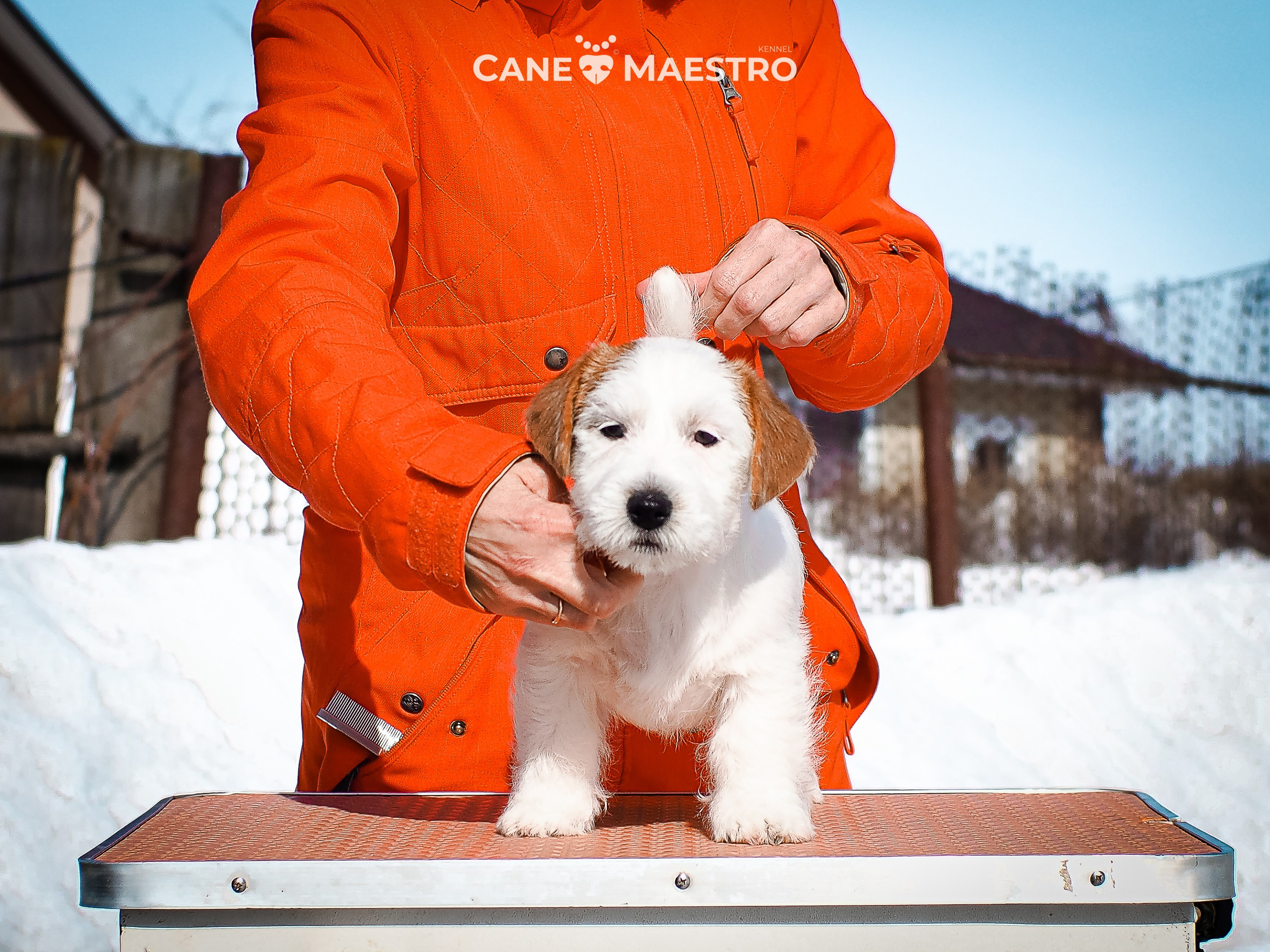 КОБ_Б_МОНОКЛЬ. CANE MAESTRO — kennel Jack Russell Terrier