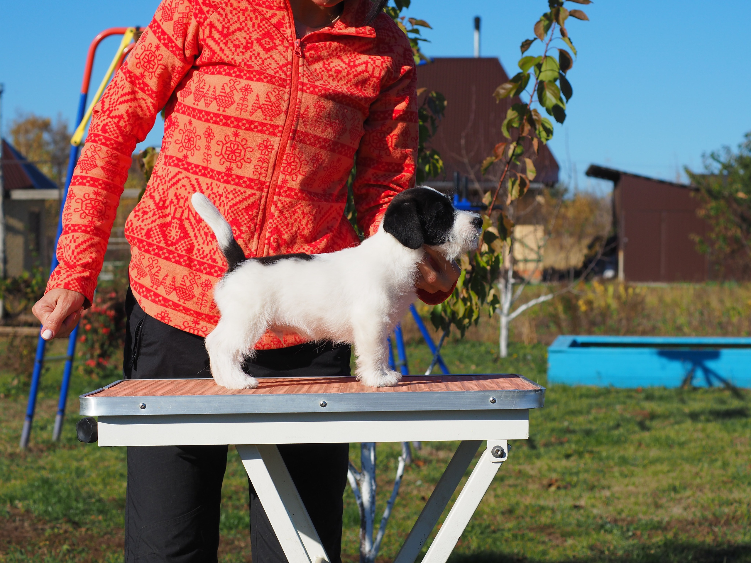 X_КОБЛ_4_БЕЛ_ЧЕРН. CANE MAESTRO — kennel Jack Russell Terrier