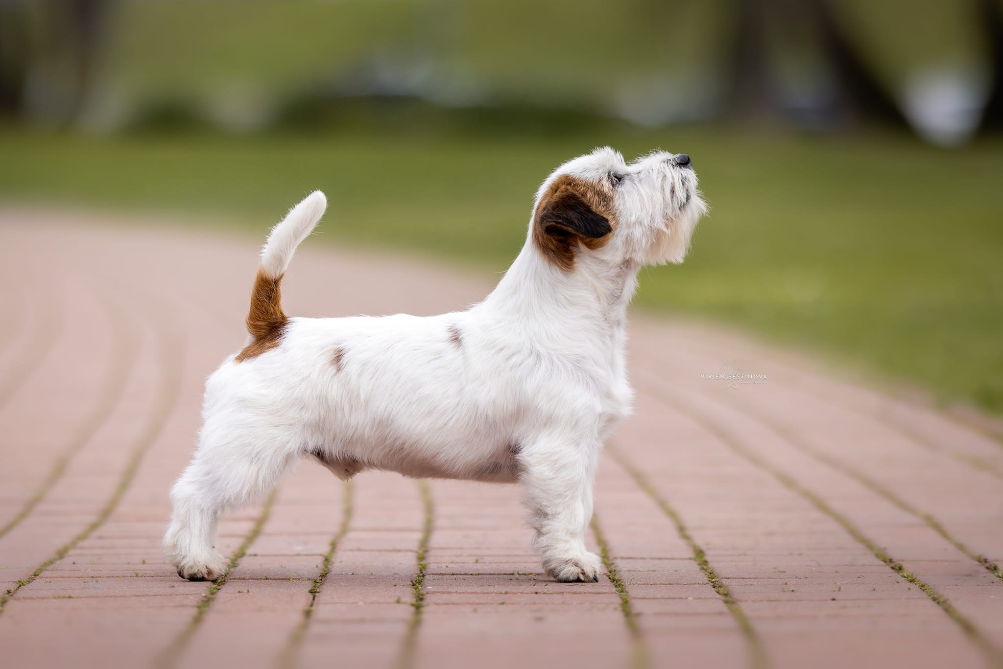 CM NIMBUS. КАНЕ МАЭСТРО — питомник Джек рассел терьеров