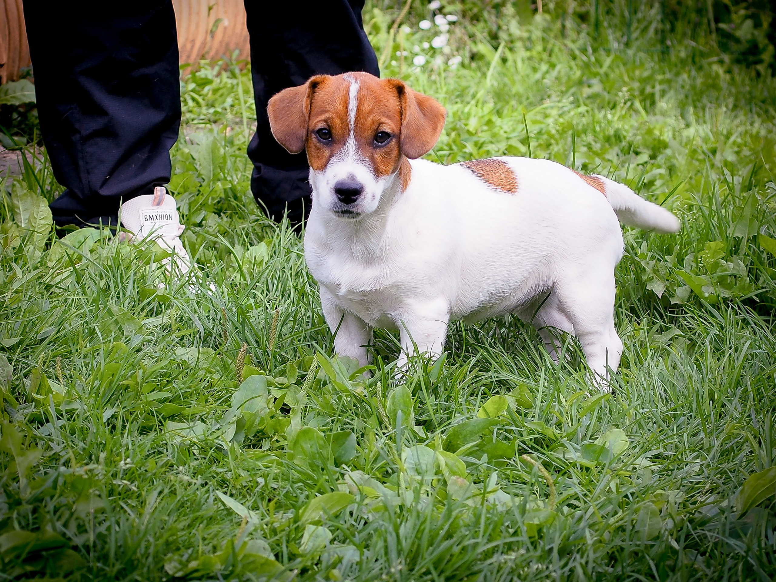 Ш_FEMALE_SHIZGARA. CANE MAESTRO — kennel Jack Russell Terrier