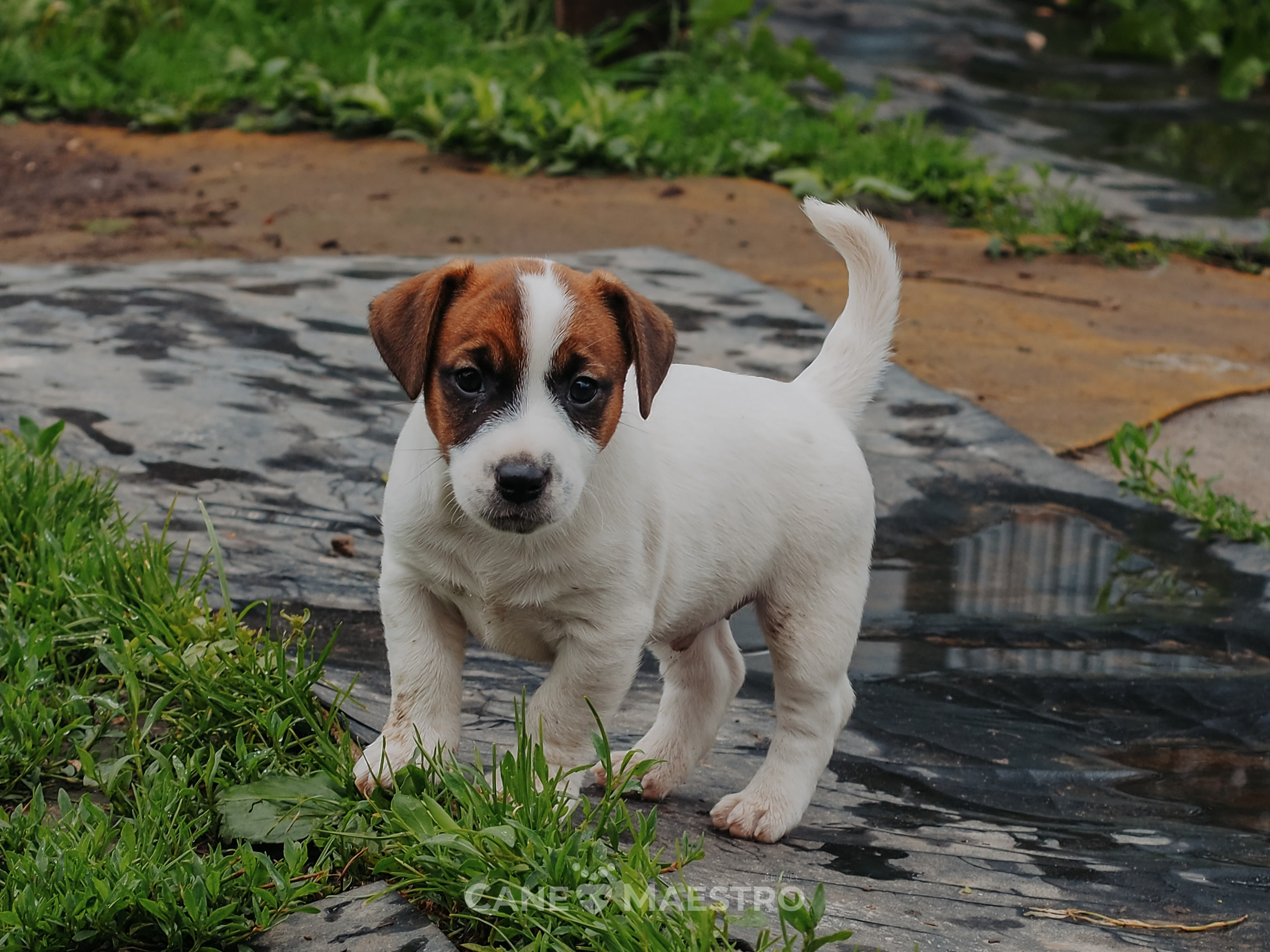 Ш_MALE_1_SHAMPAN. CANE MAESTRO — kennel Jack Russell Terrier