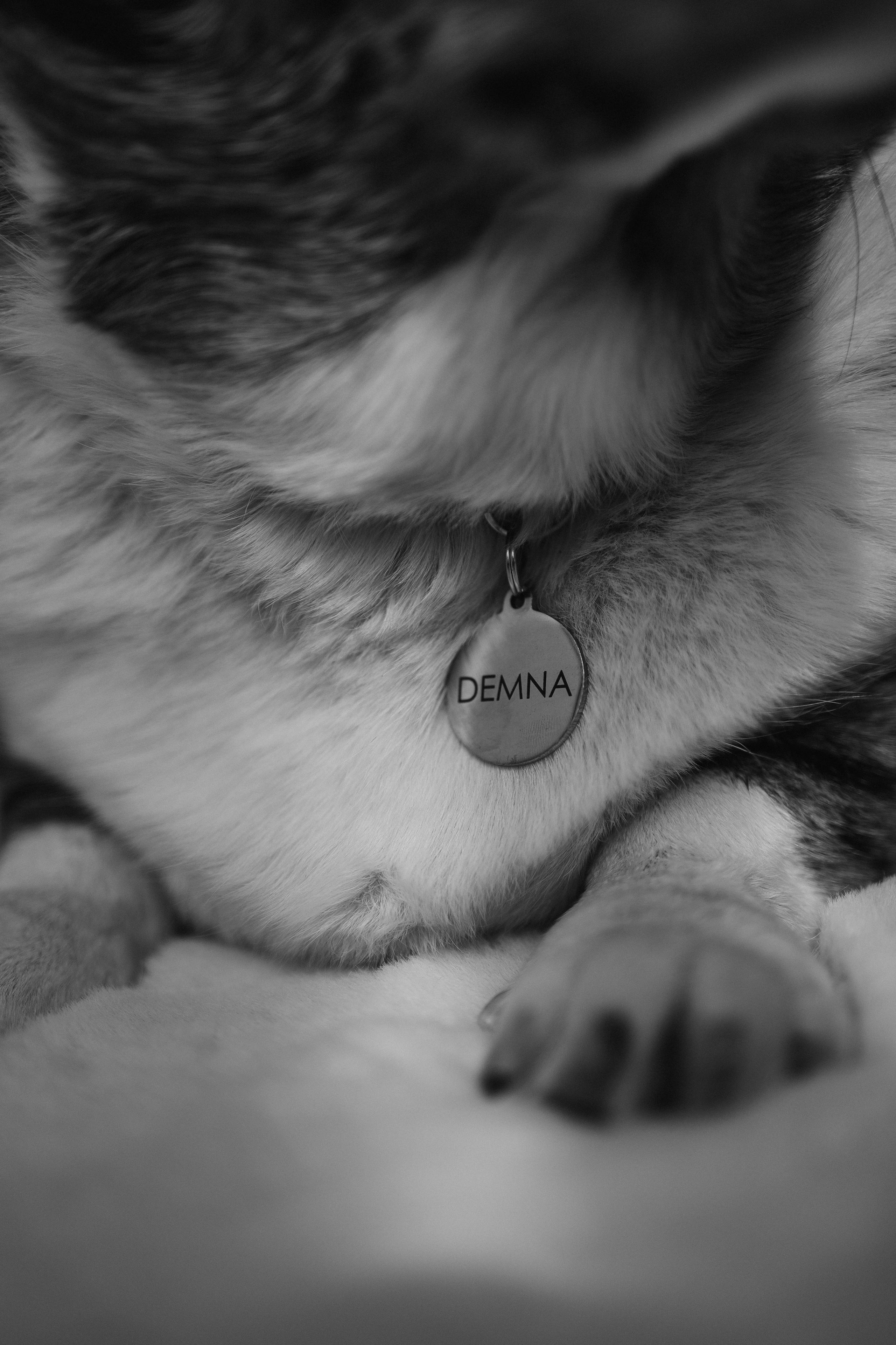 Бэлла, Деми и Луна. Фотораф — анималист Мария Шистка