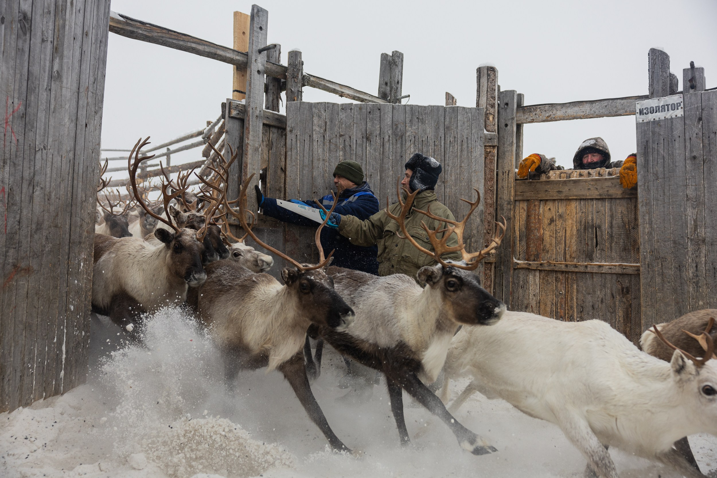 Ловозеро. Оленеводы. Алиса Северная. Визуальные исследования. Пейзажная и документальная фотография