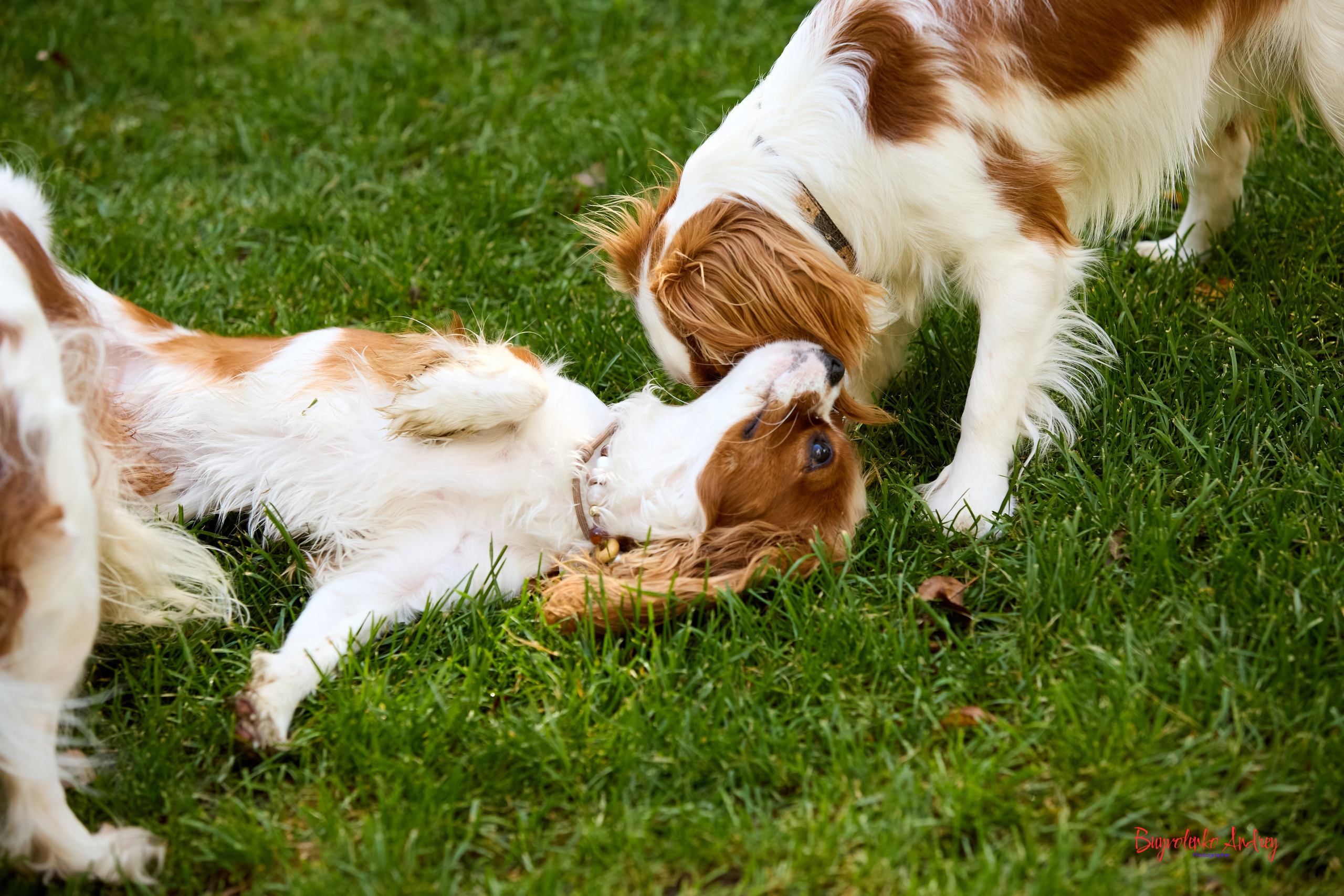 Фотопрогулка с кавалерами. Buyvolenko Andrey