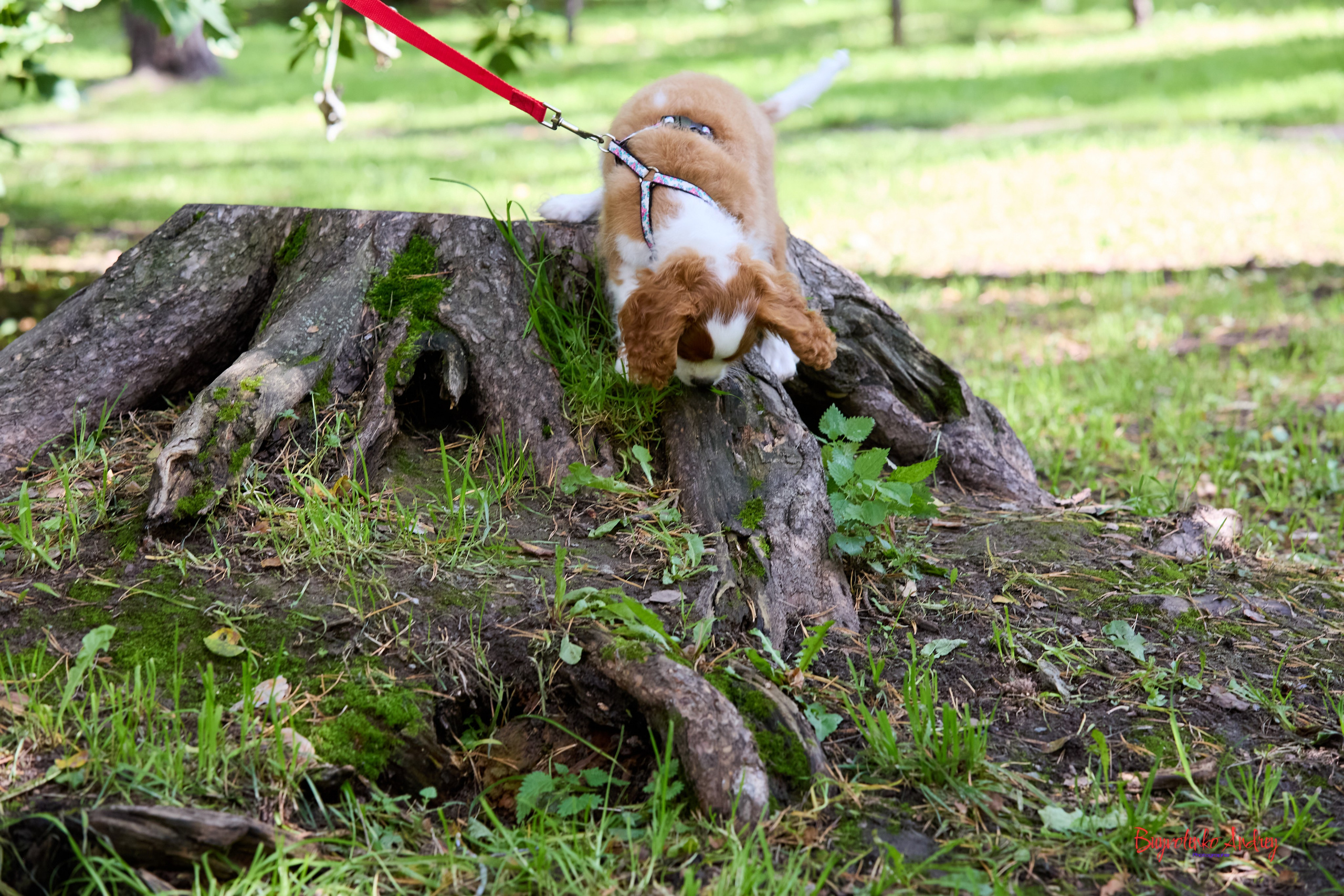 Фотопрогулка с кавалерами. Buyvolenko Andrey