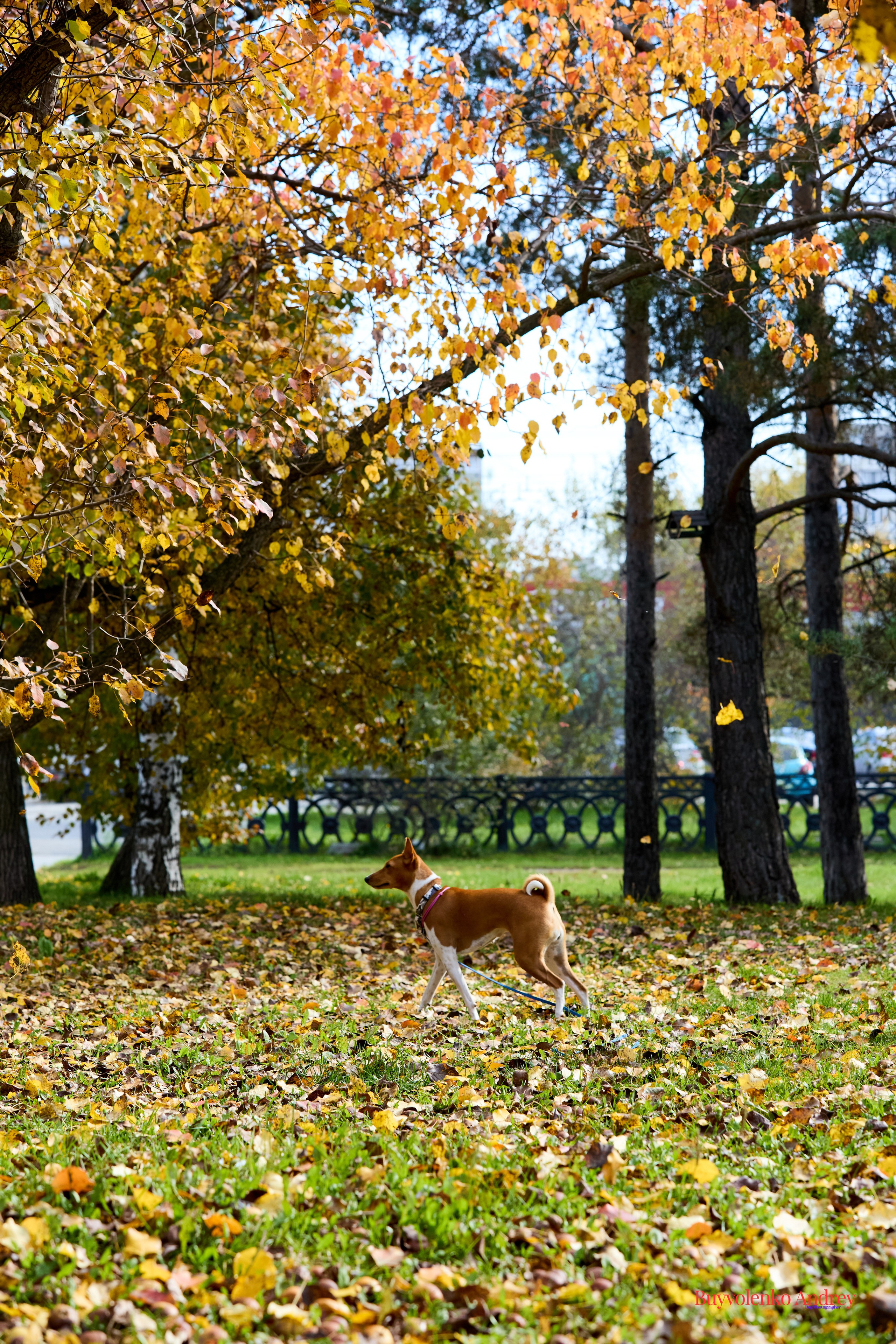 Басенджи и Аусси 21.09.2025. Buyvolenko Andrey
