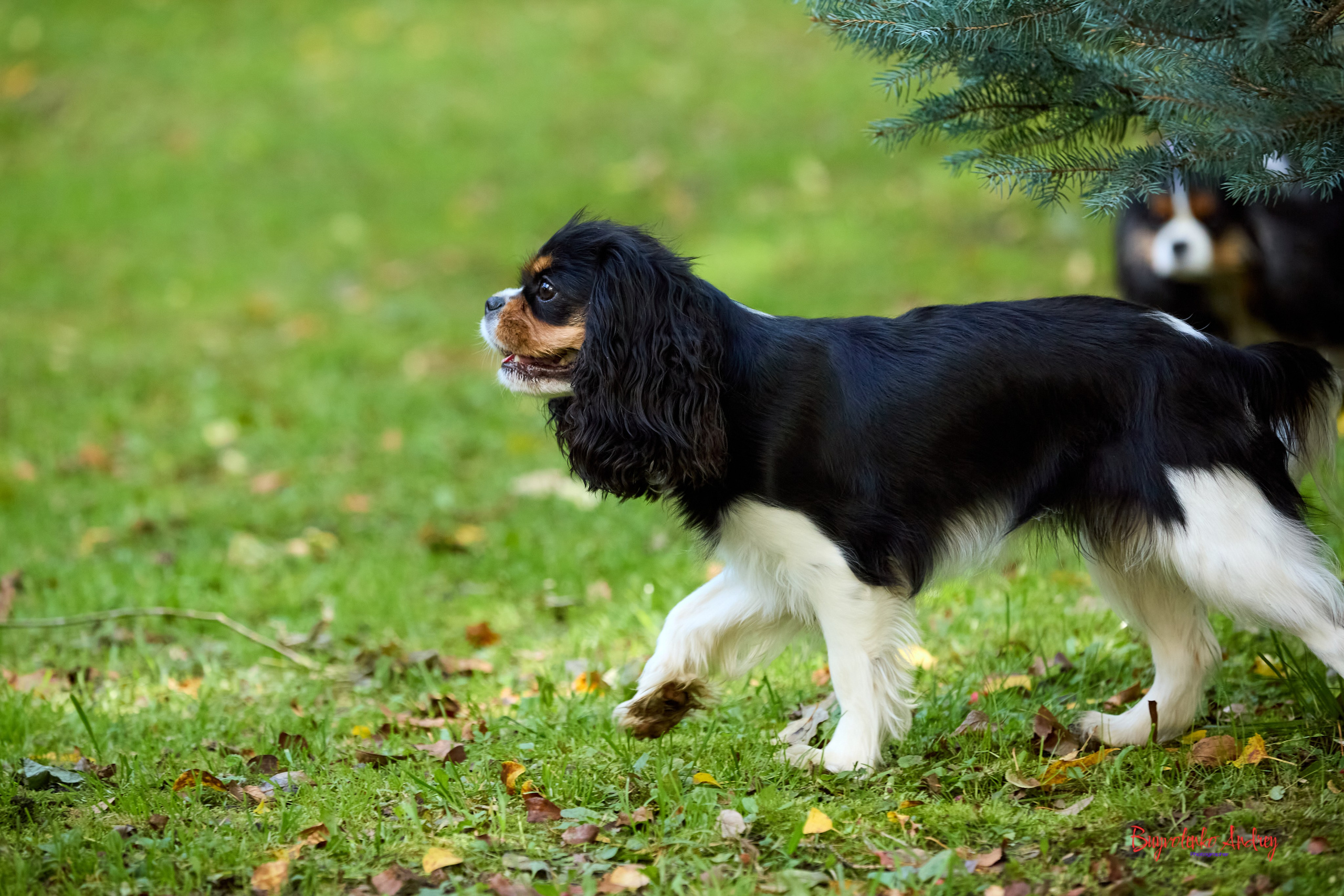 Фотопрогулка с кавалерами. Buyvolenko Andrey