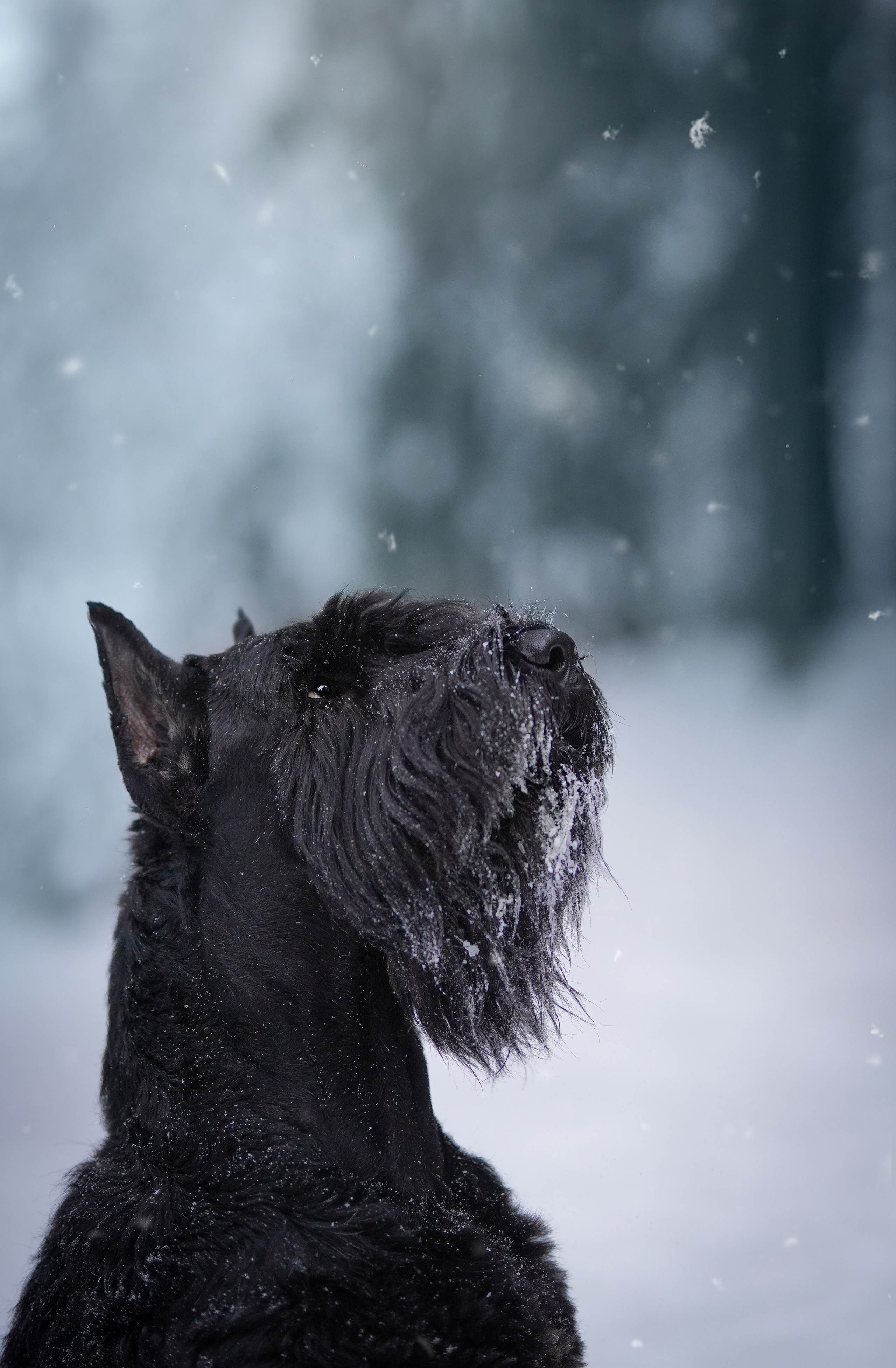 Оля Миша и шнауцеры. Фотограф-анималист в Санкт-Петербурге Яна Мартынова