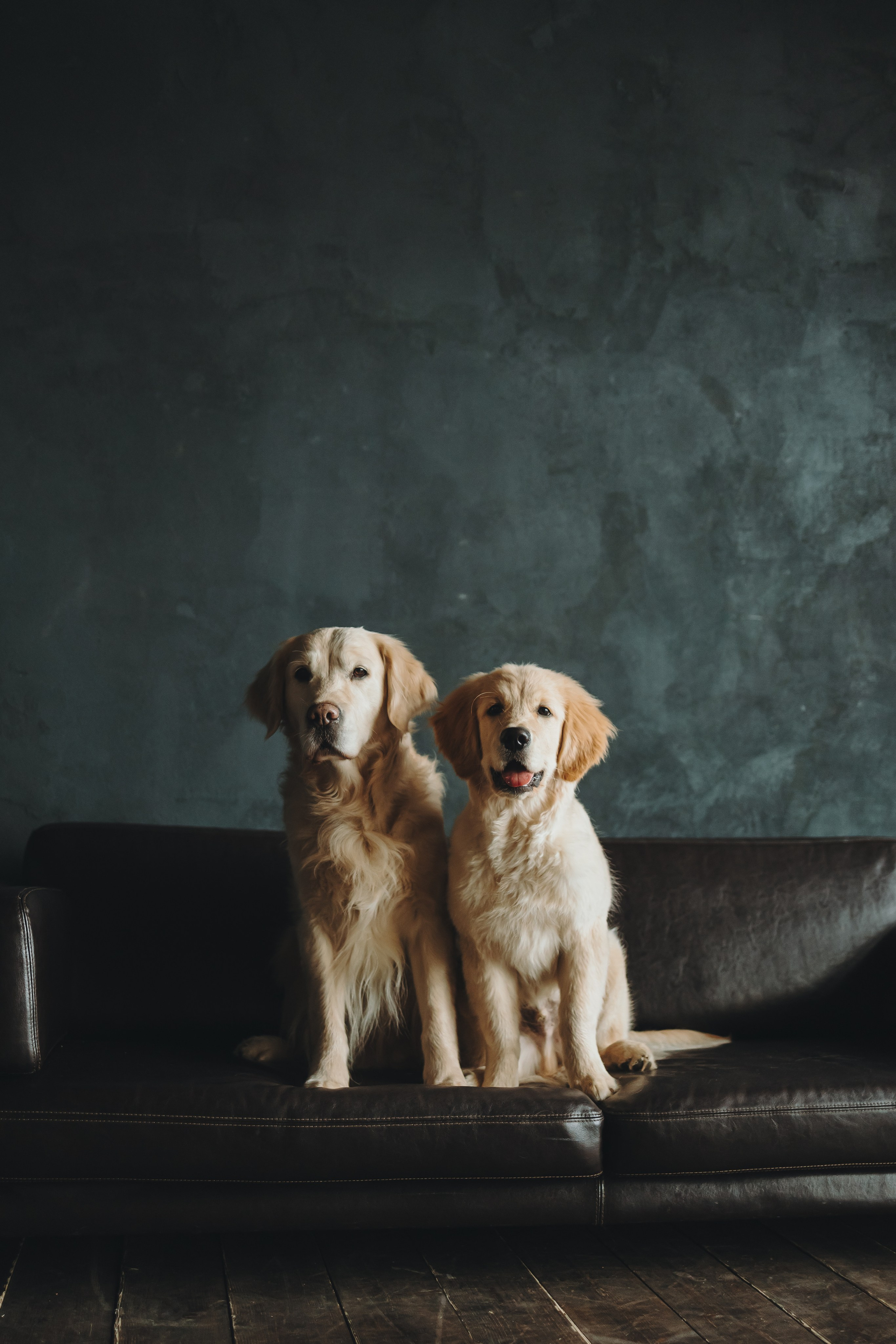 Настя, Арчи и Арагон. Фотограф-анималист в Санкт-Петербурге Алина Яхонт