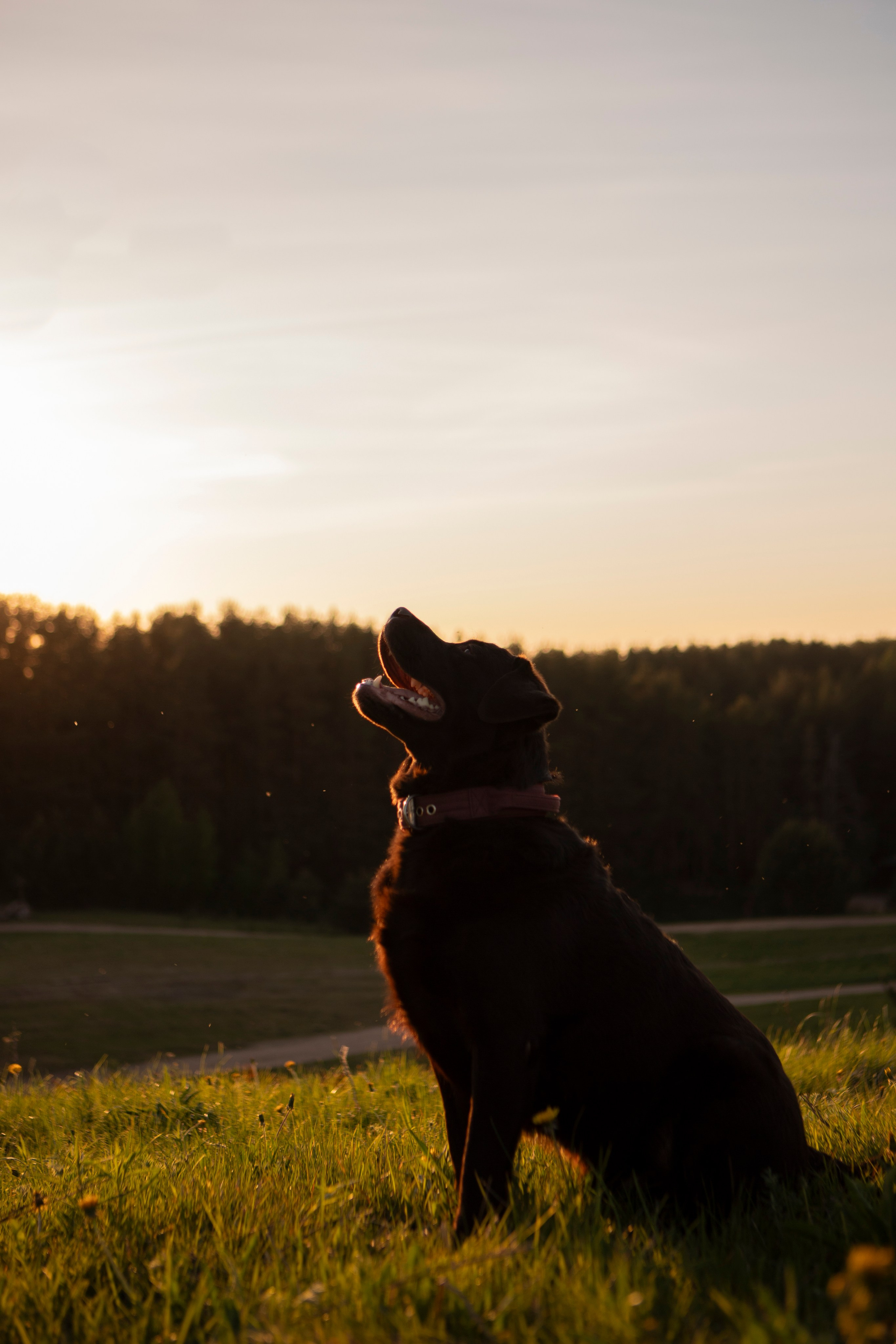 Закатная. Фотограф-анималист в Санкт-Петербурге Алина Яхонт