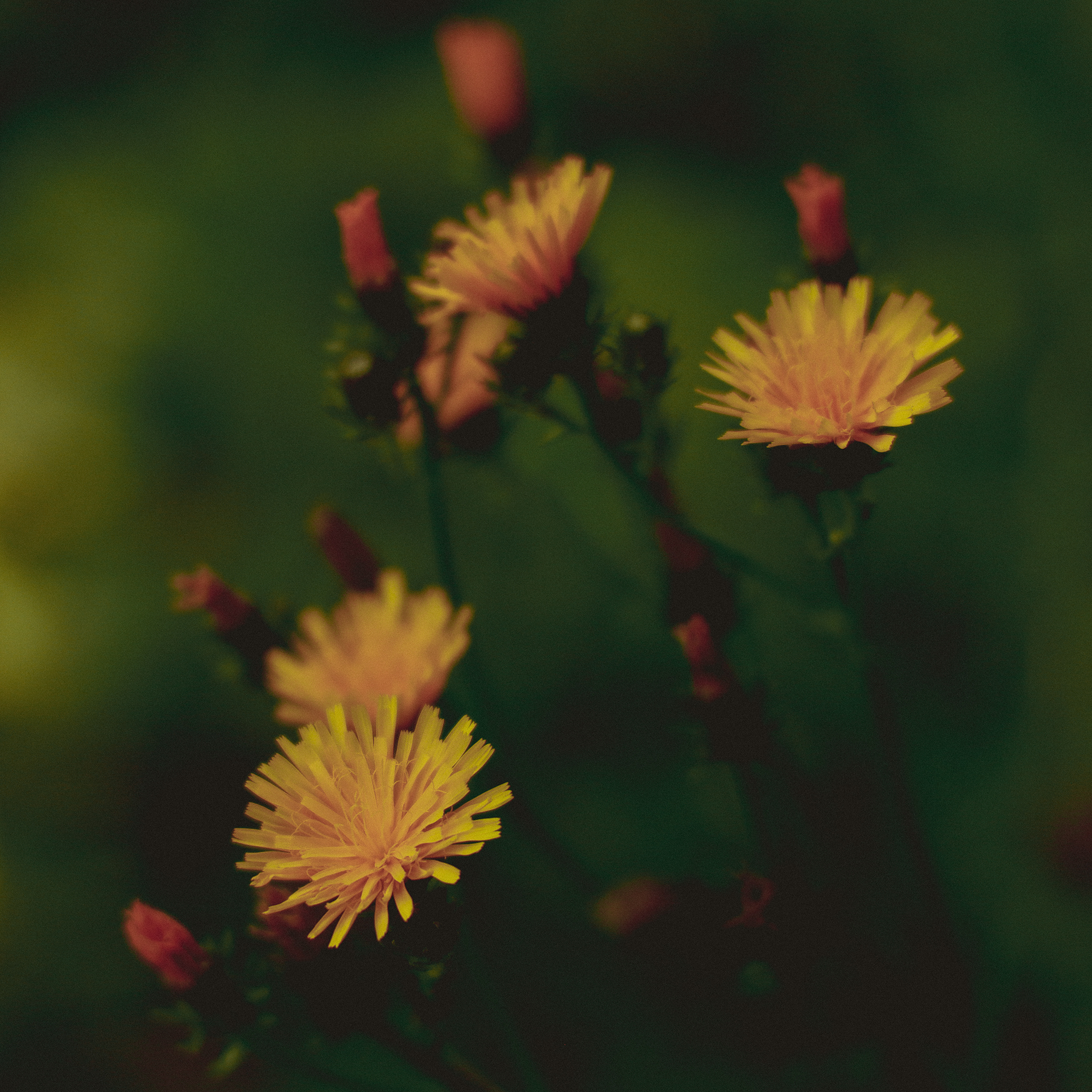Summer hike. Фотограф/дизайнер в Екатеринбурге Хитрый Дмитрий