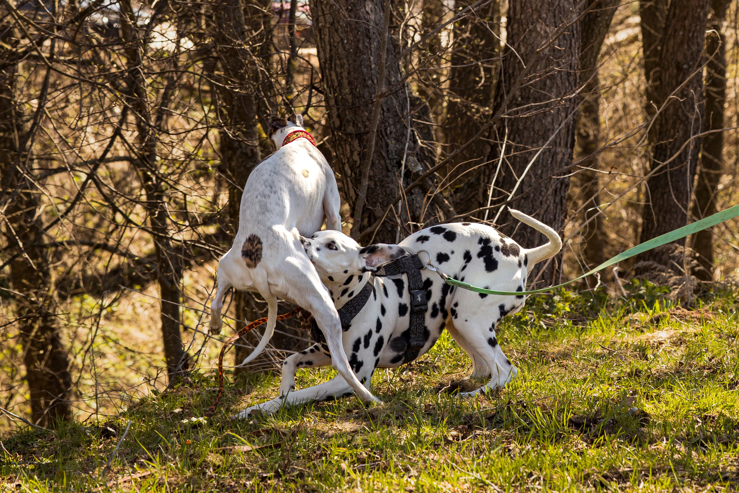 Смена в «DogCamp». Анастасия Белаш
