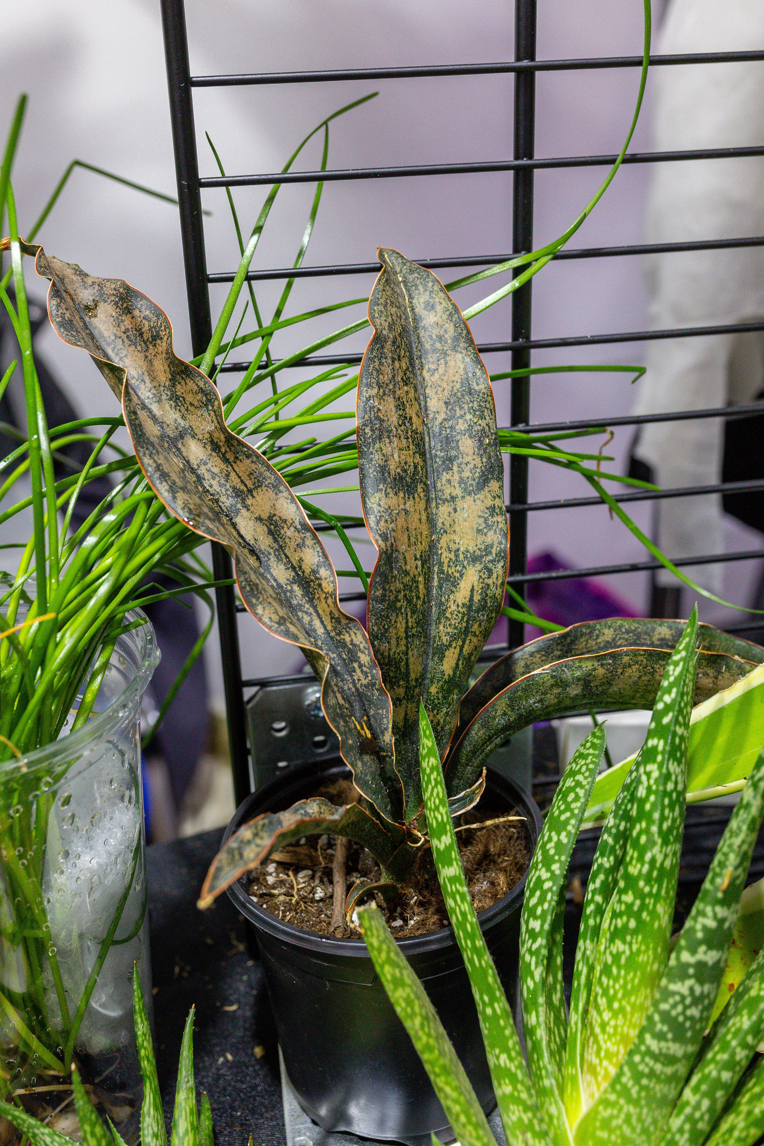 Монстериум 11–12 октября. Александра Куликова фотограф, Москва