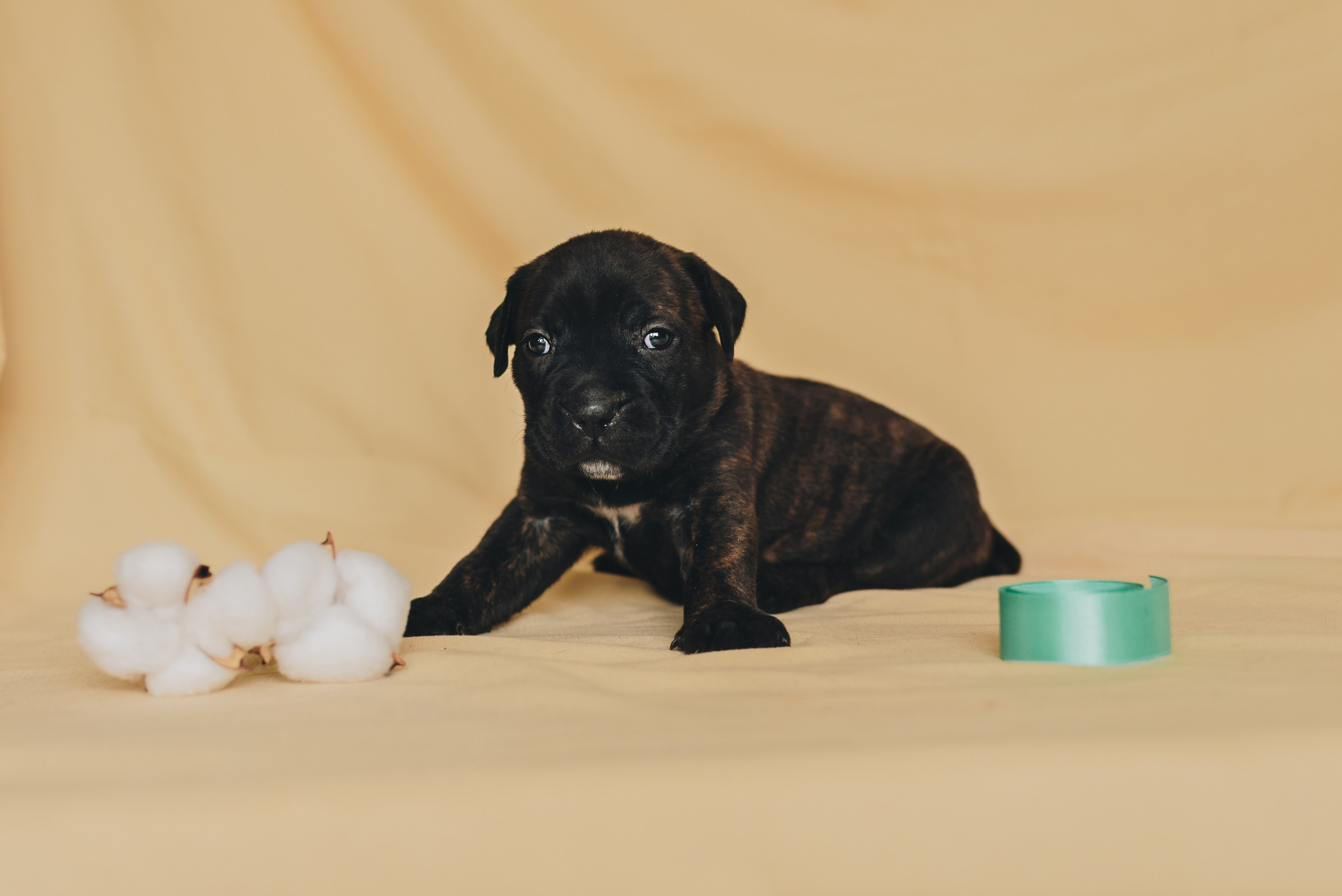 Cane Corso. Natalia Finch Photography — Family, Kids & Pet Photographer in Chicago, IL